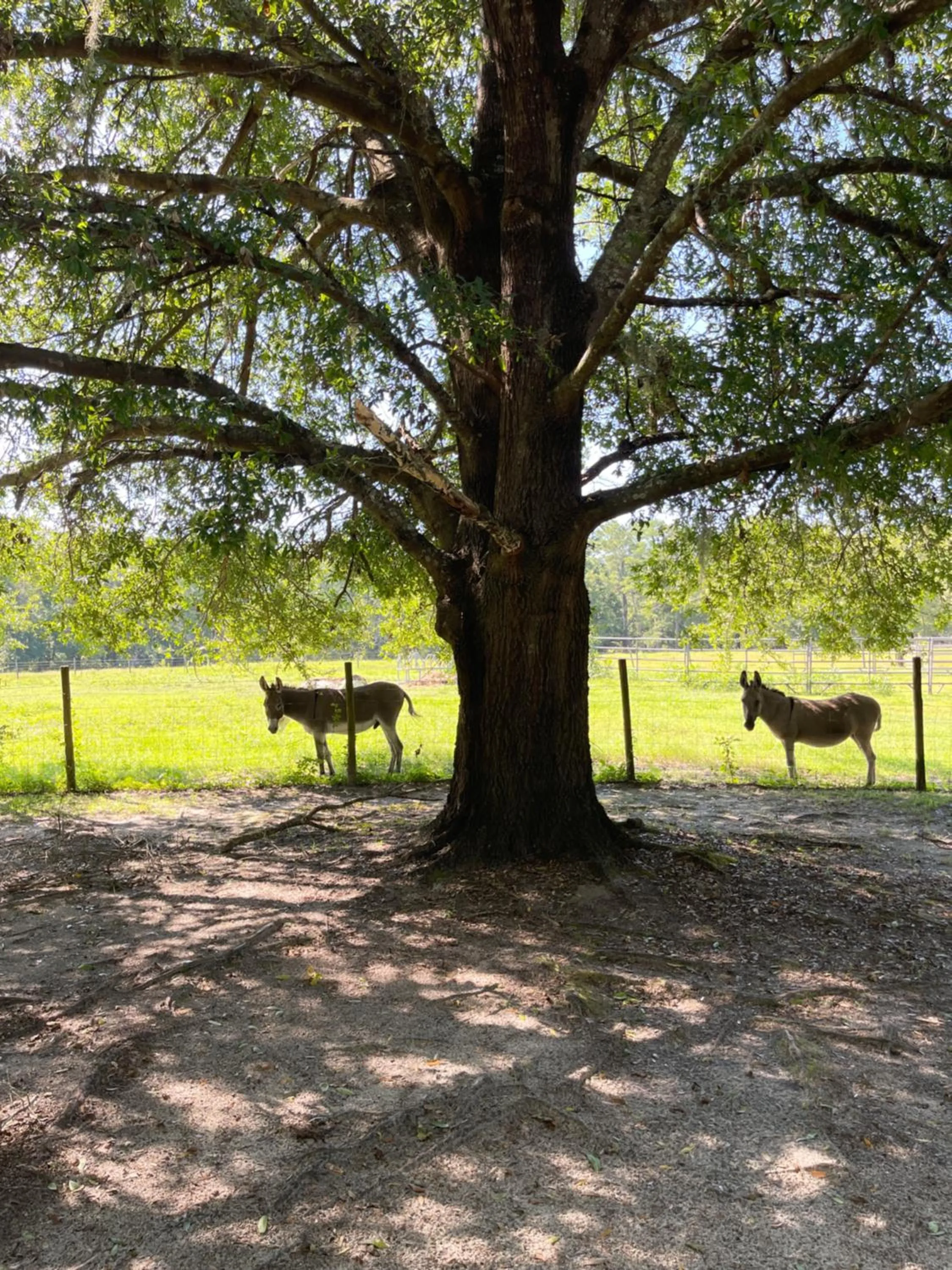 View (from property/room) in Dublin Farm