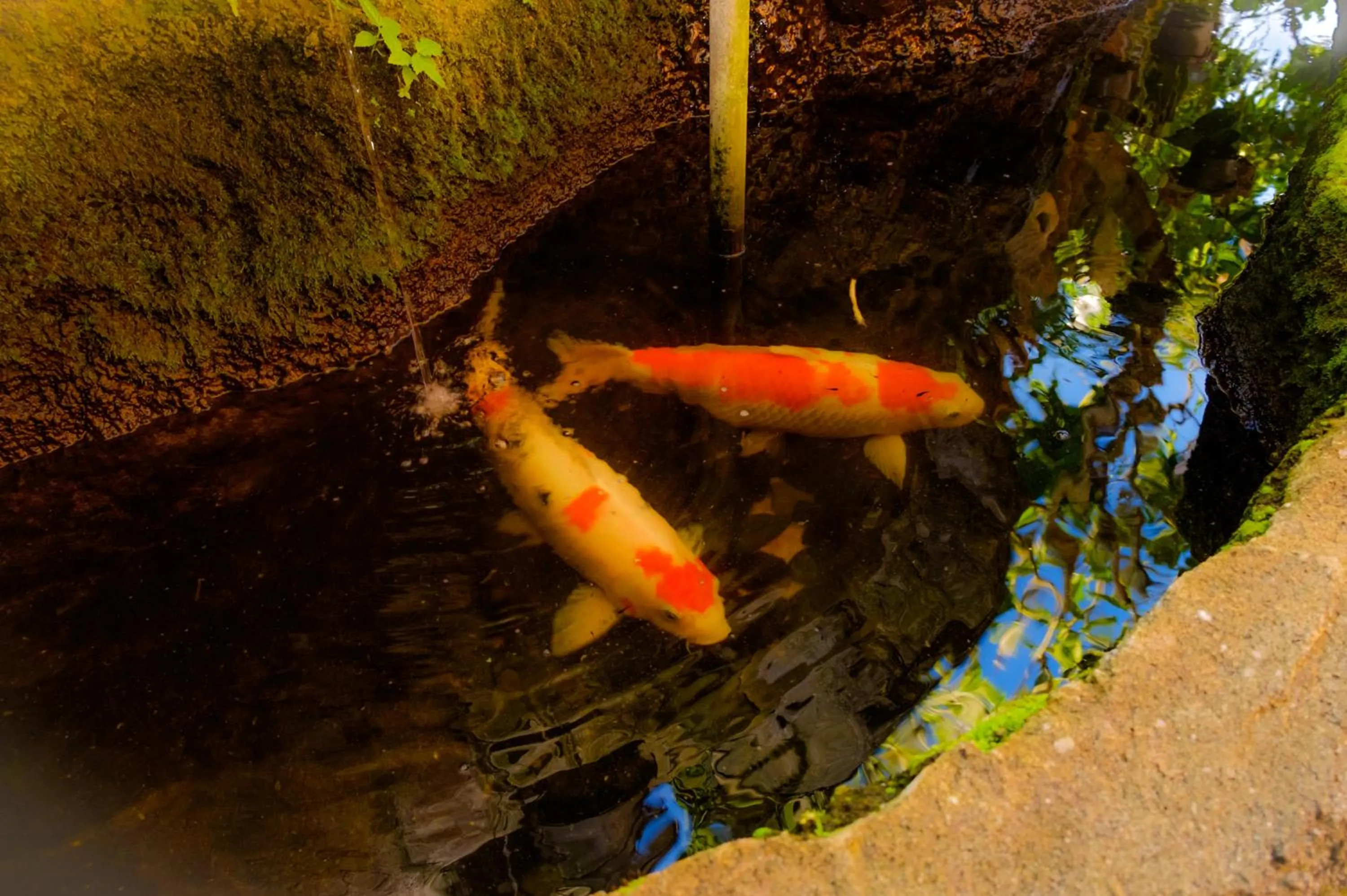 Day in Bali Spring Cottages