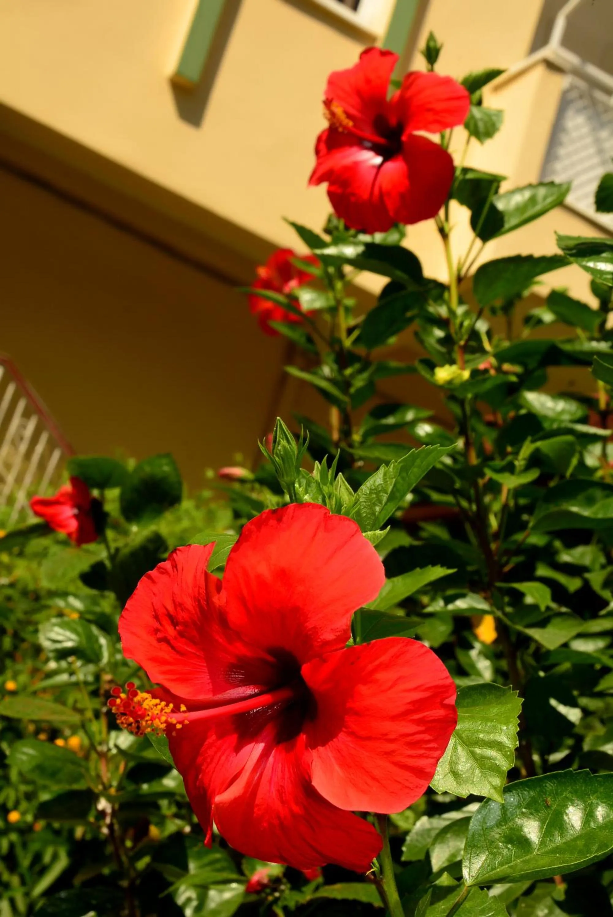 Other in Melissa Garden Apart Hotel