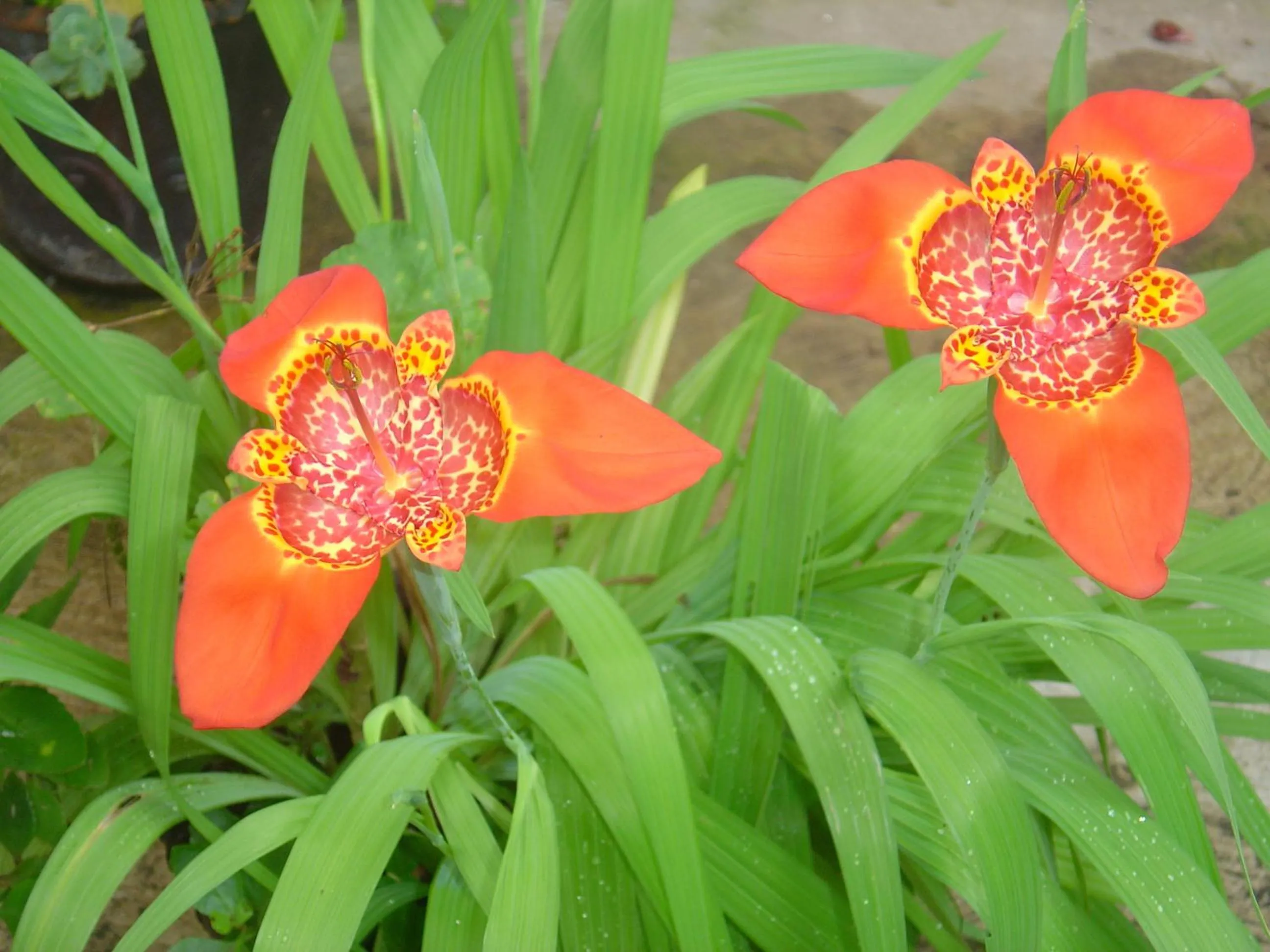 Natural landscape in La Casona Breakfast & Wellness Center
