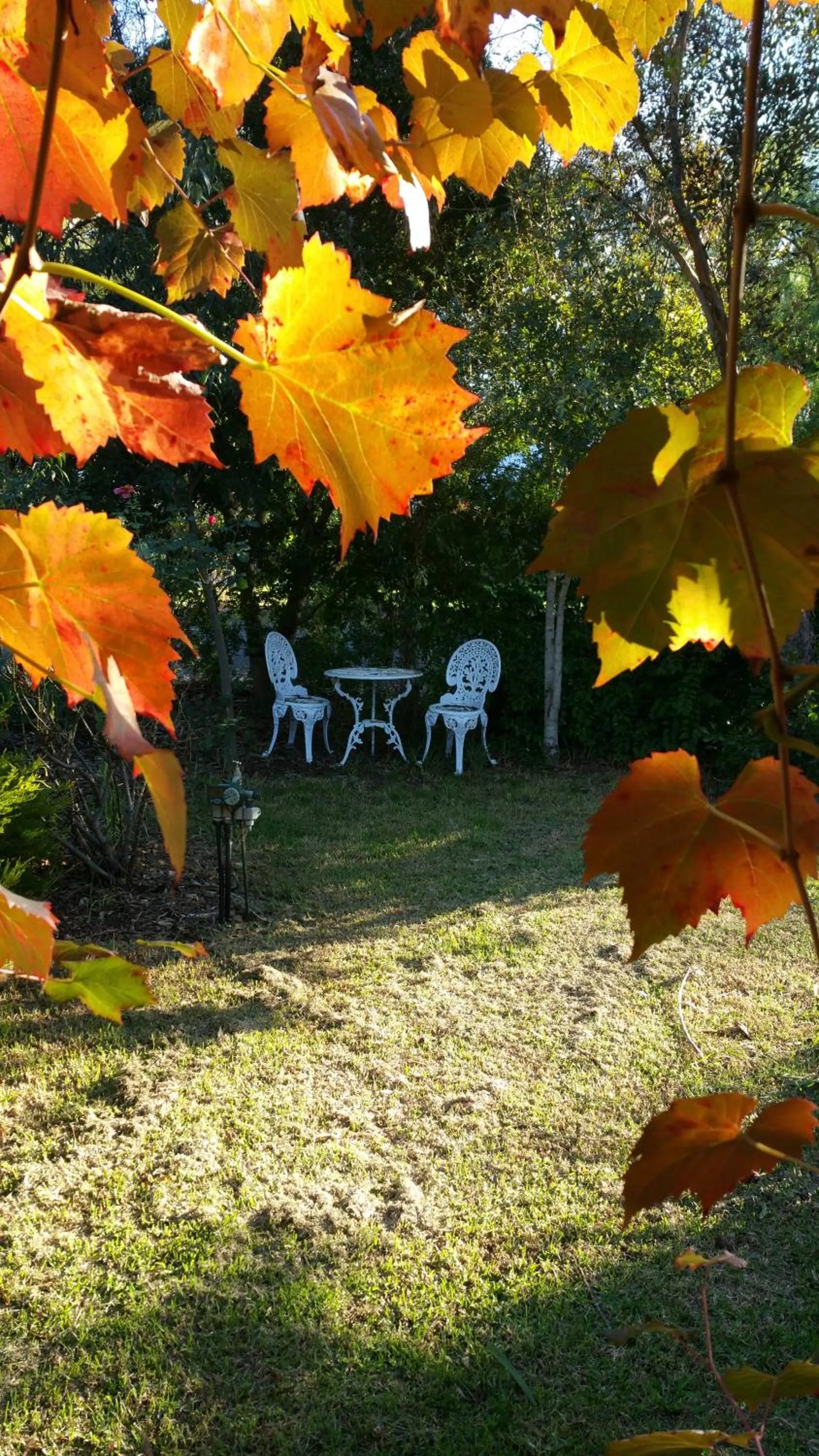 Garden in Amy's House Bed & Breakfast
