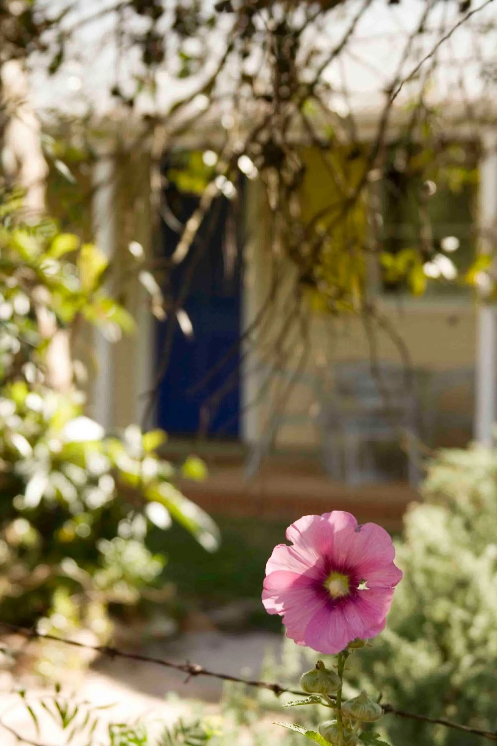 Garden in Amy's House Bed & Breakfast