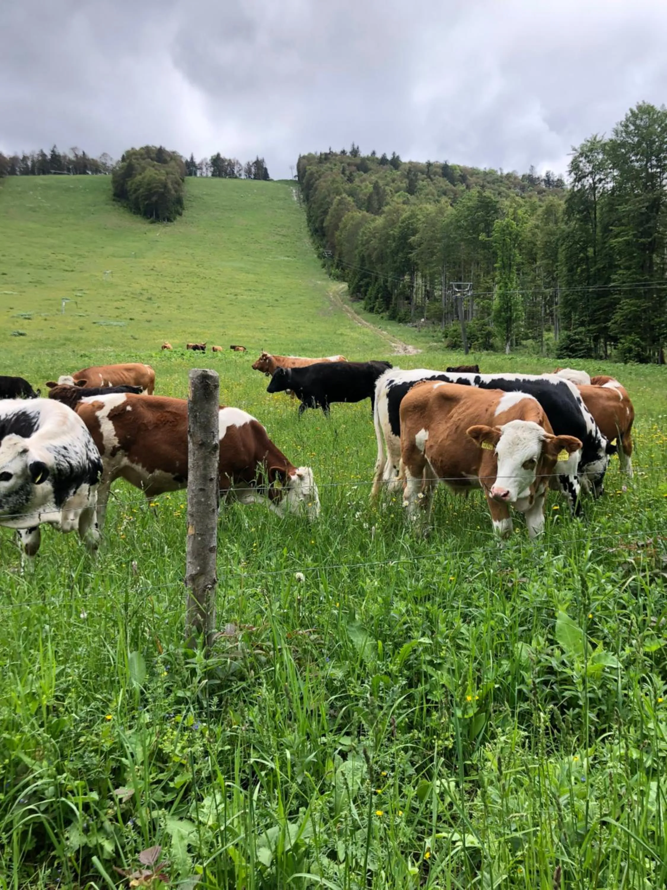 Natural landscape in Hochberghaus Resort