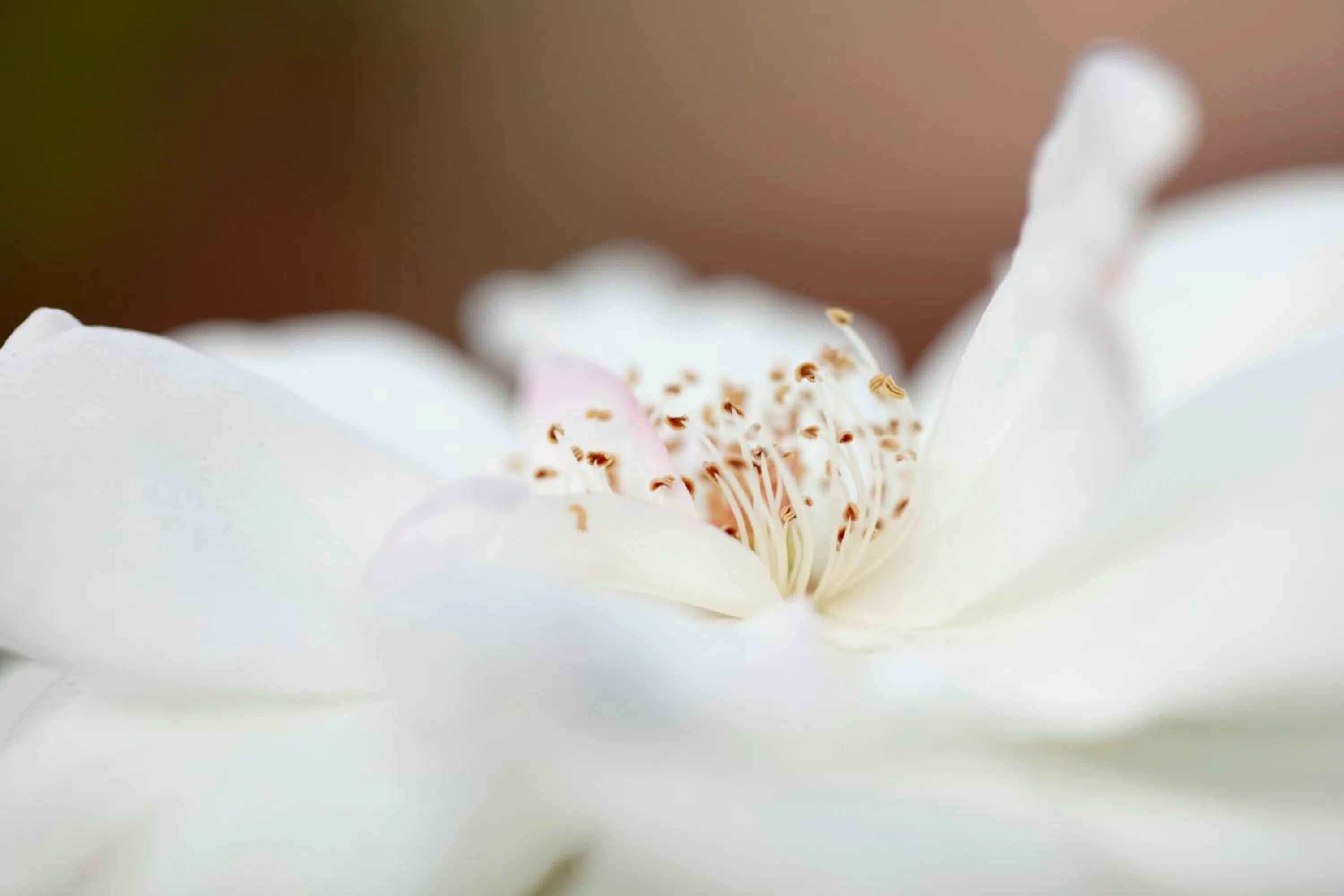 Garden view in Menlyn Apartments