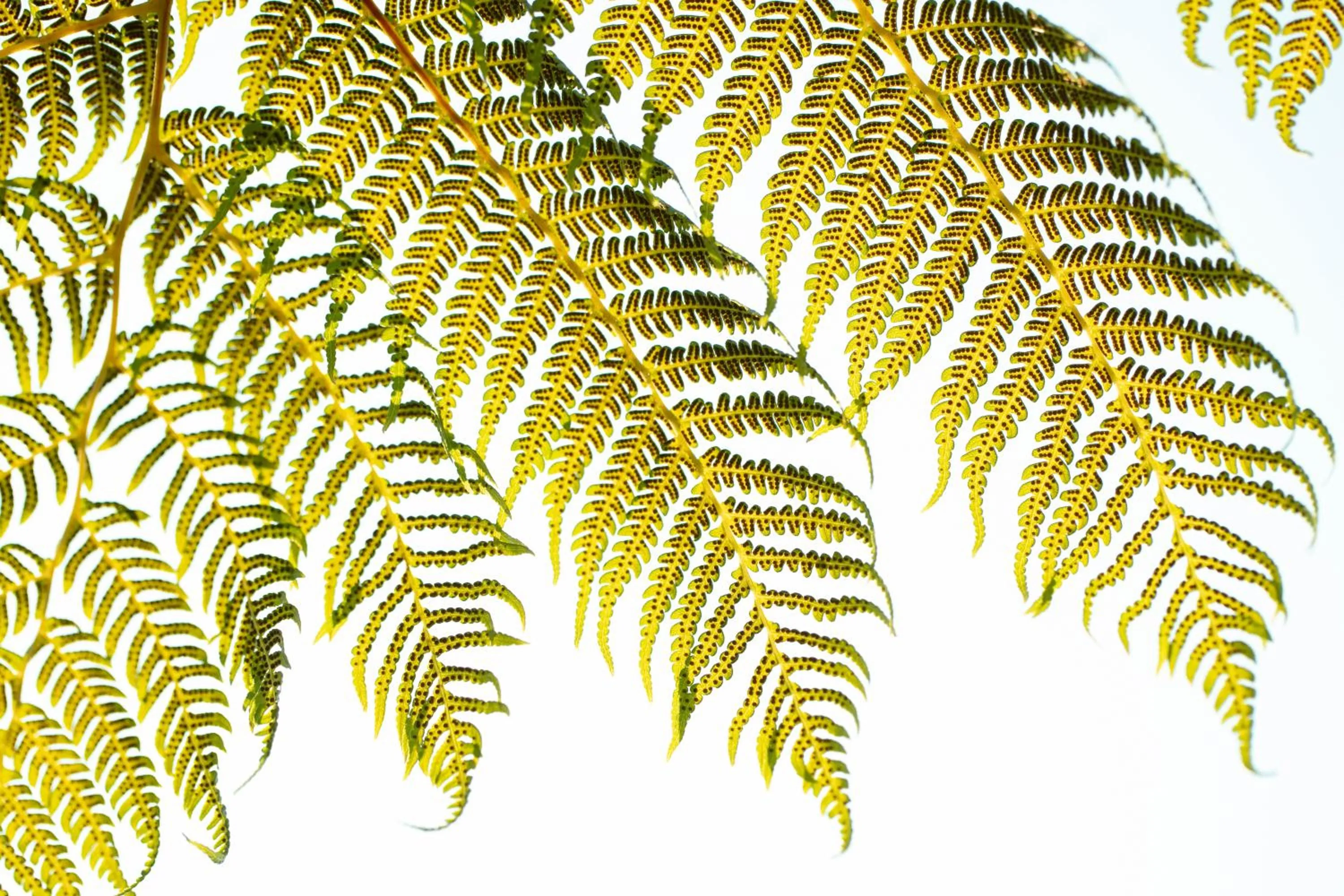 Garden view in Menlyn Apartments