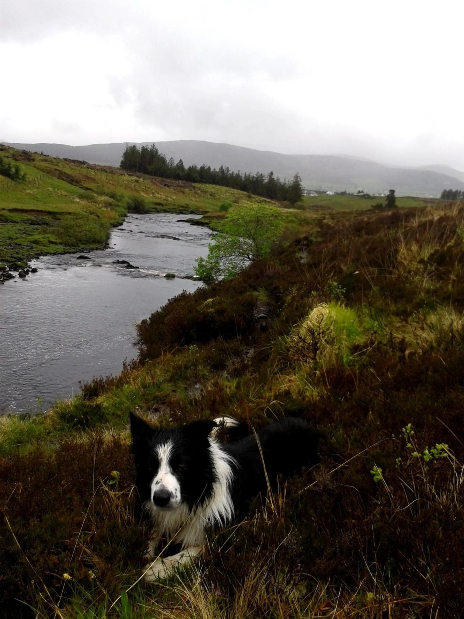 Pets in House on the Falls