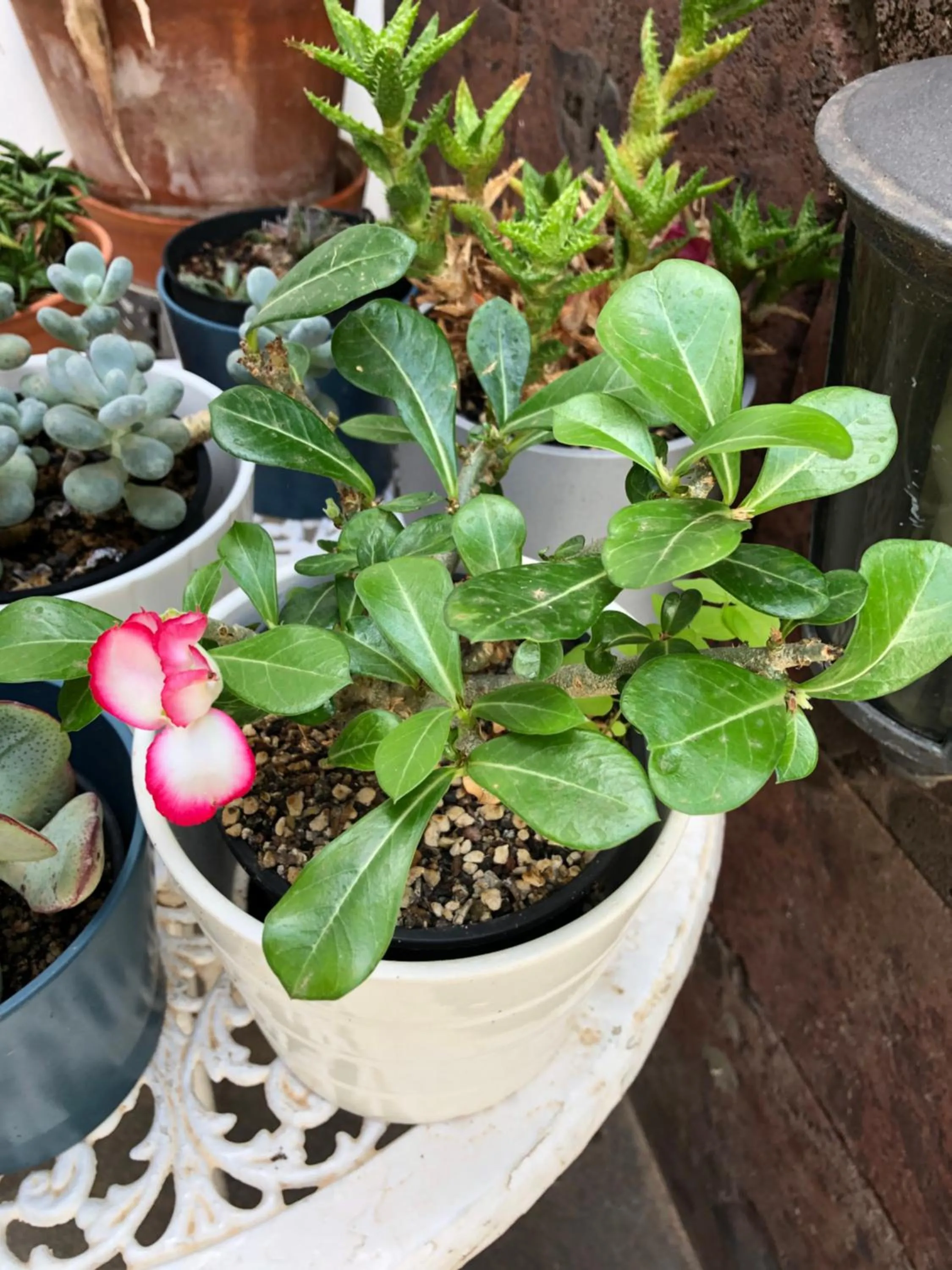 Patio in Hotel Rural Ibo Alfaro - OFFLINE HOTEL