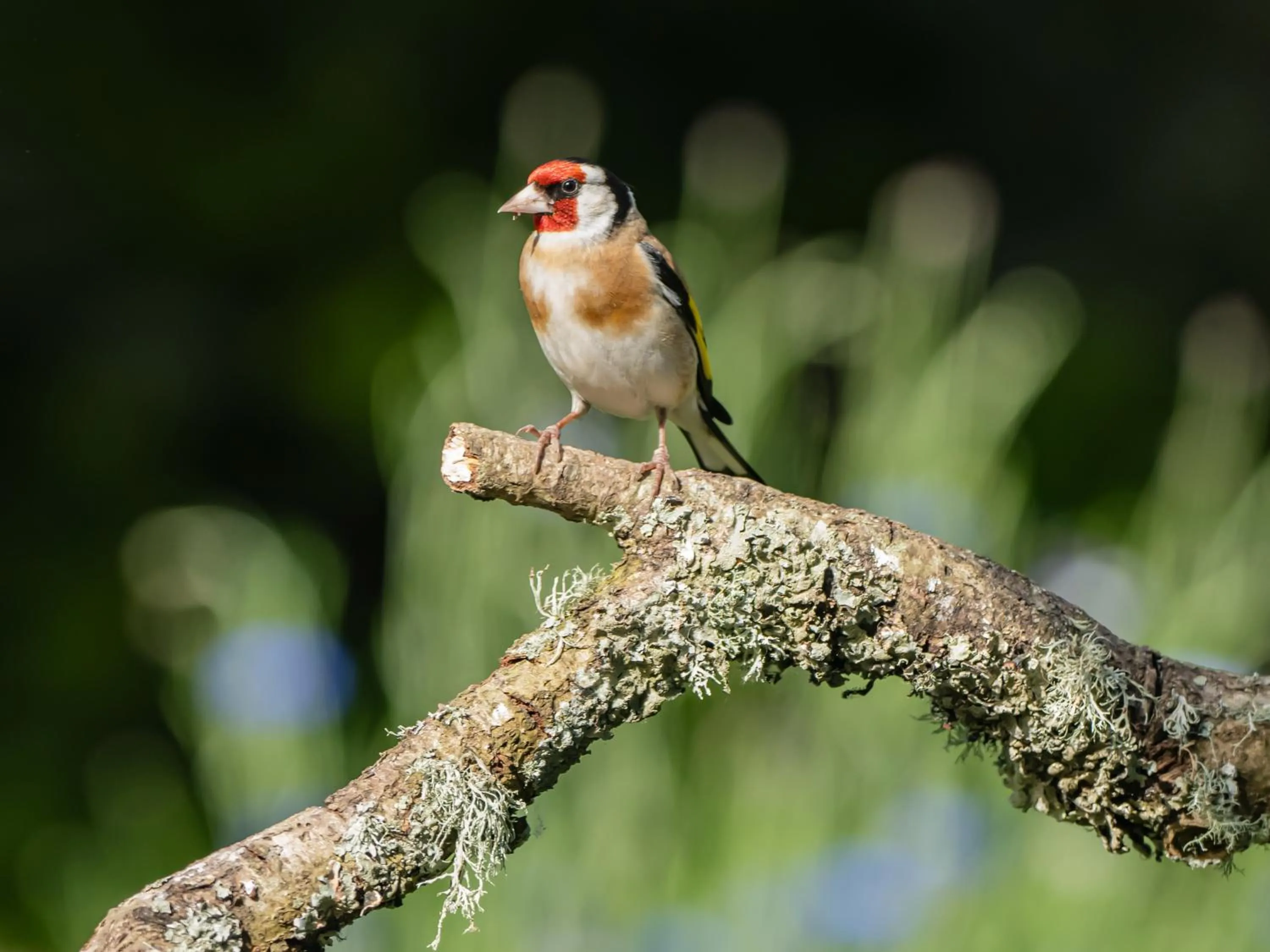 View (from property/room) in Wildwood B&B