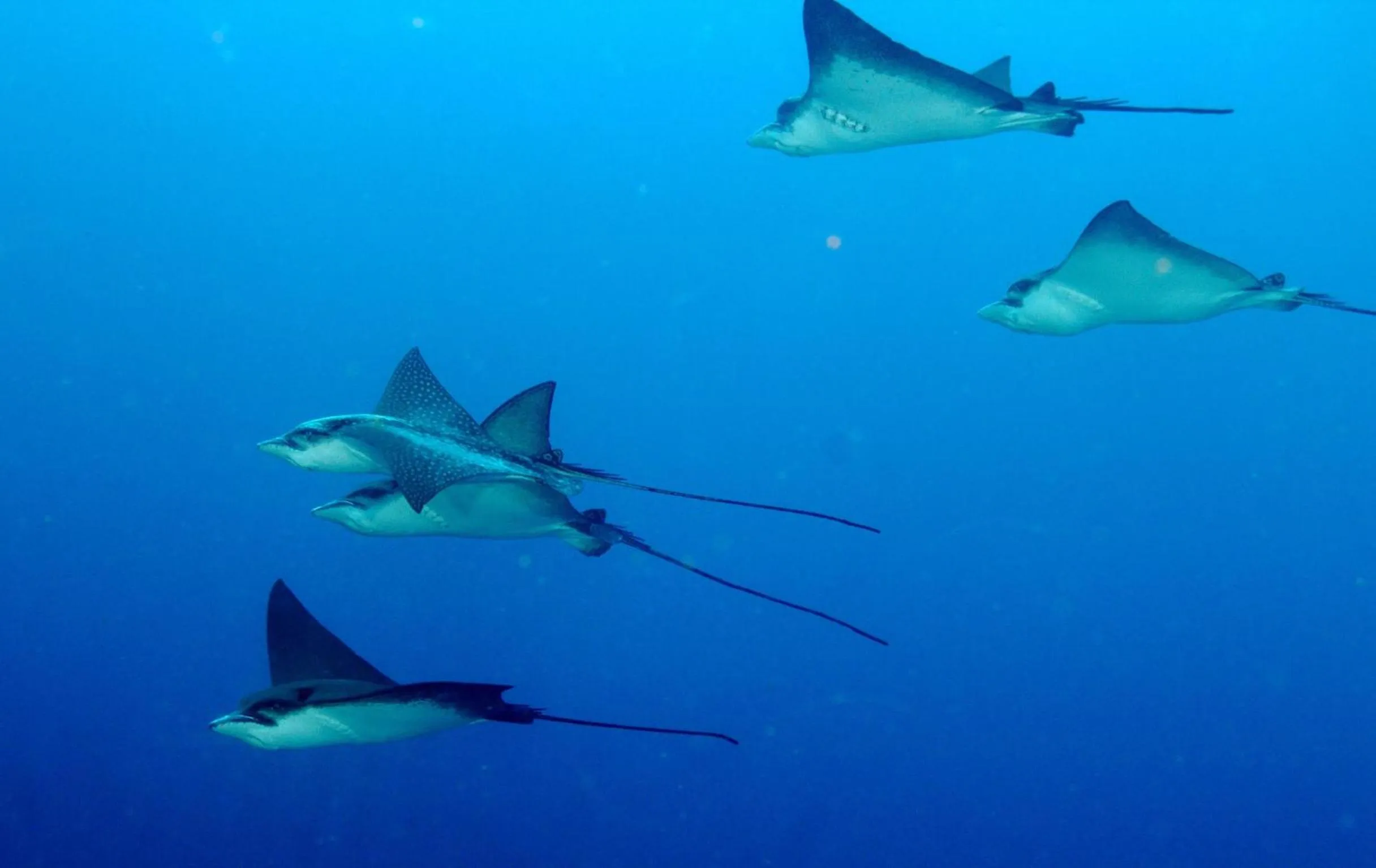 Snorkeling in Summer Villa Guest House