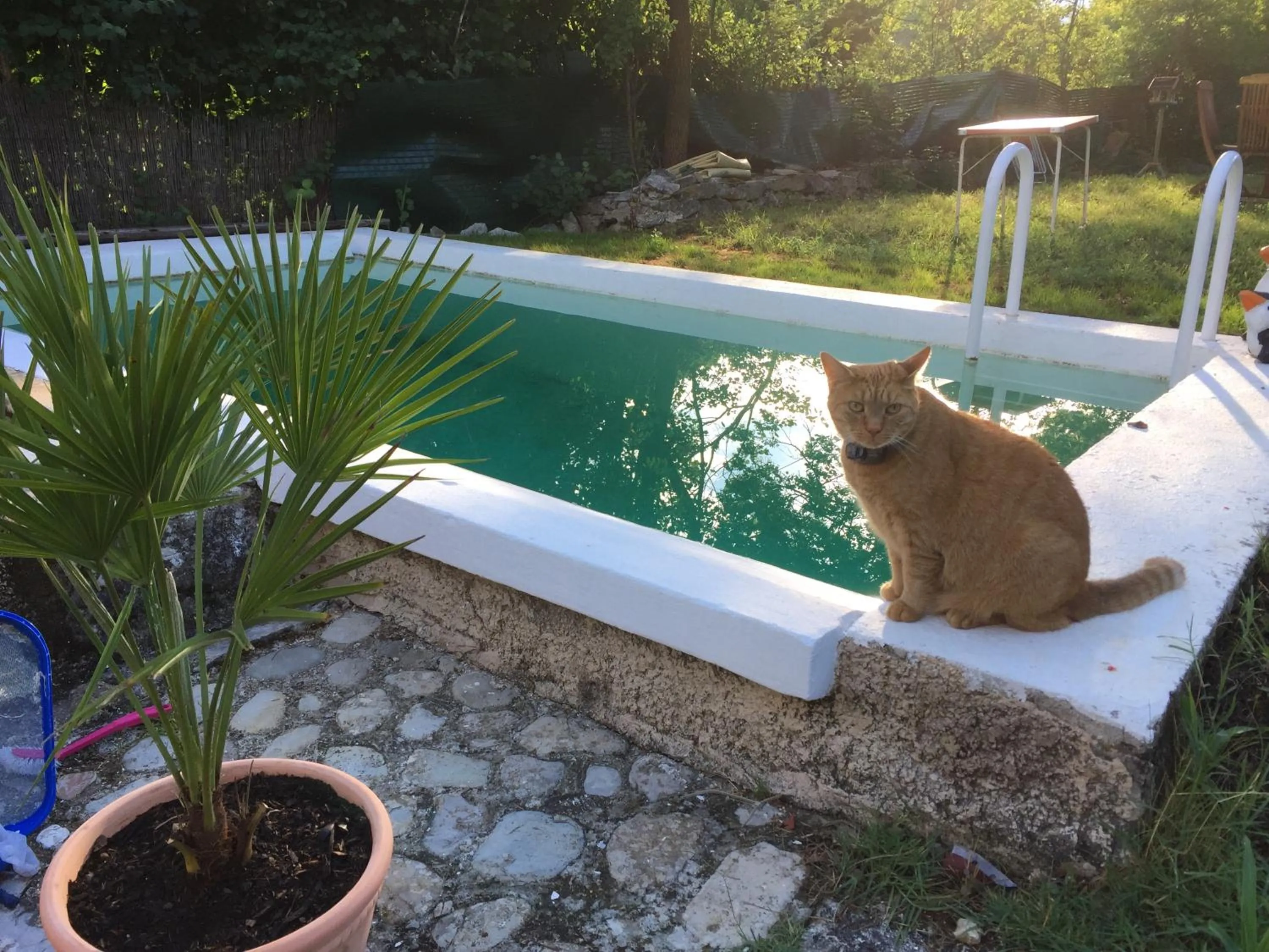 Garden in Mas de la Pauze