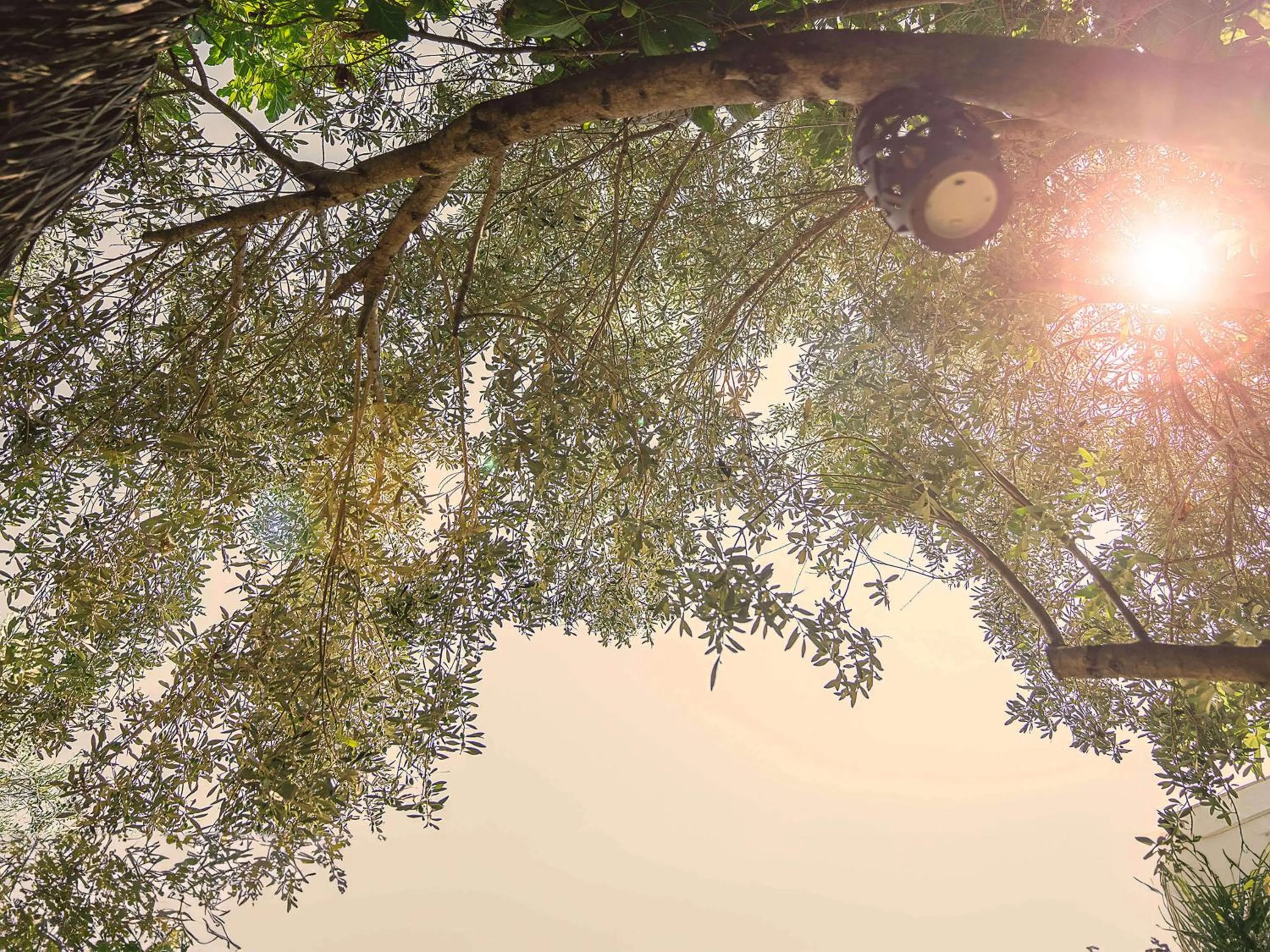Garden in Vintage Alacati