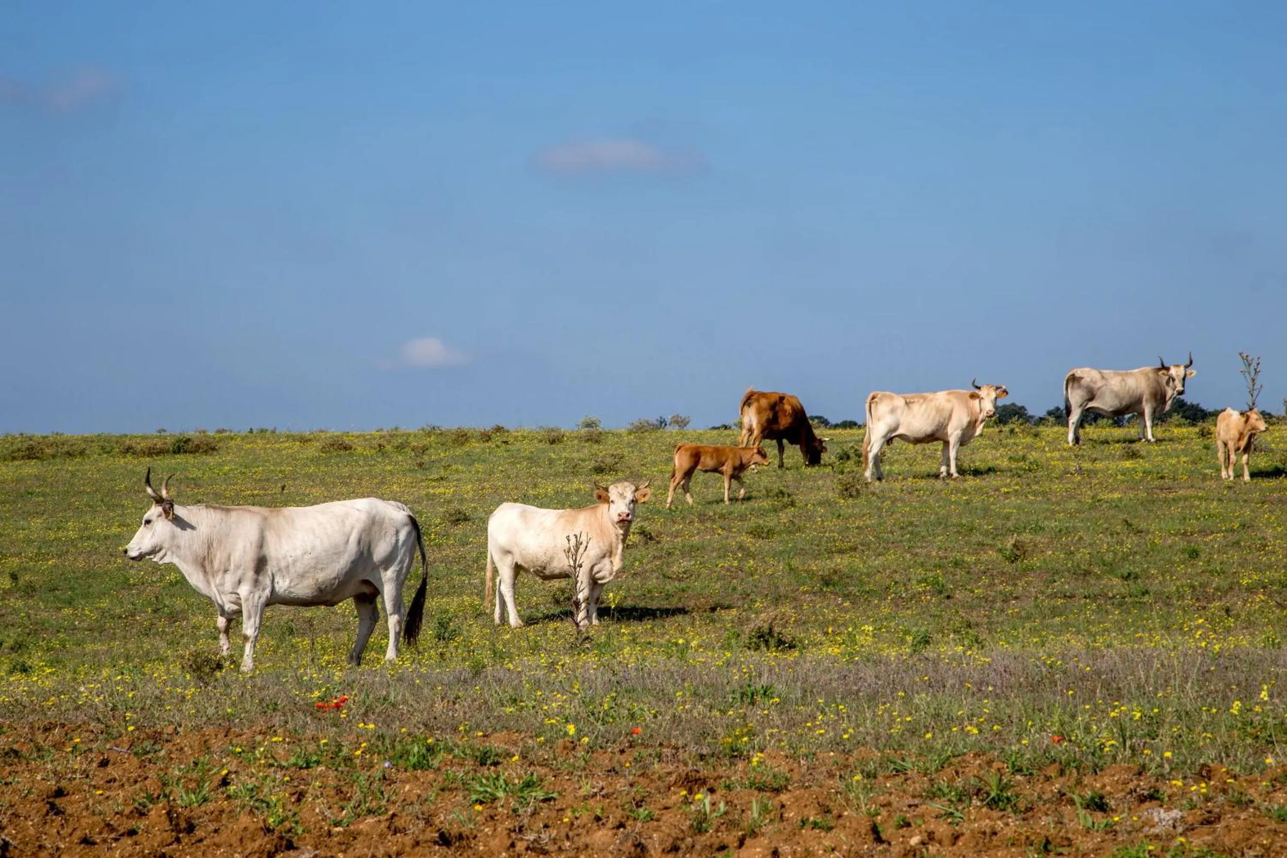 Day in Agriturismo 4 Ricci
