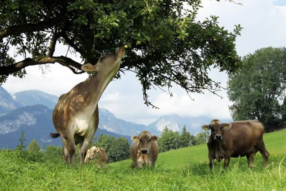 Summer in Pension Glitschnerhof