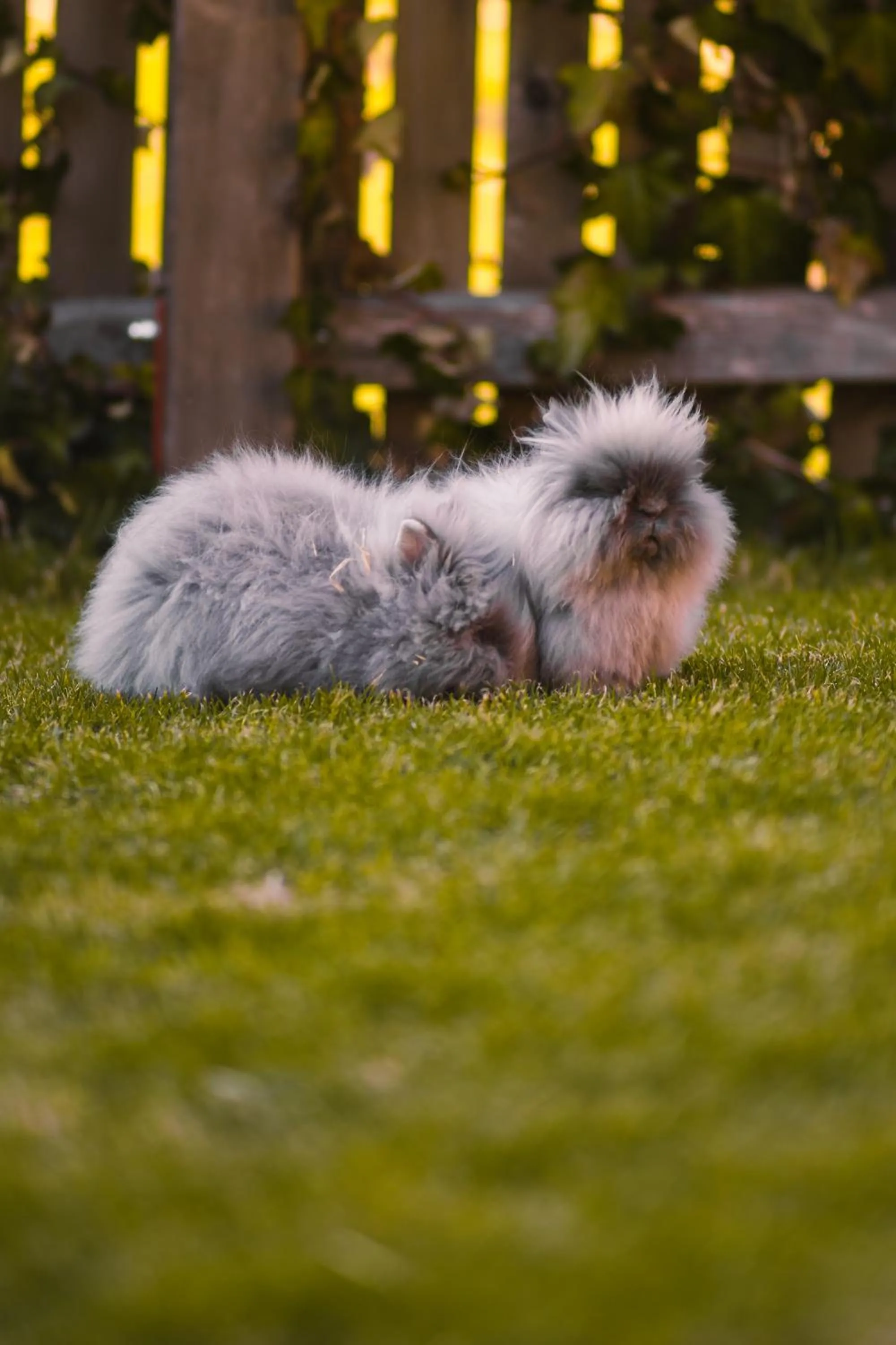 Animals in Pension Glitschnerhof