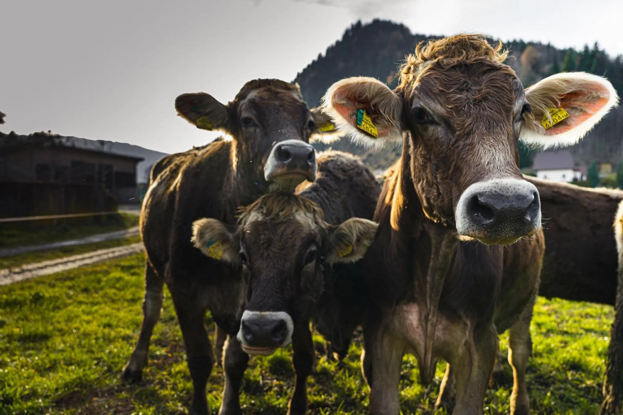 Animals in Pension Glitschnerhof