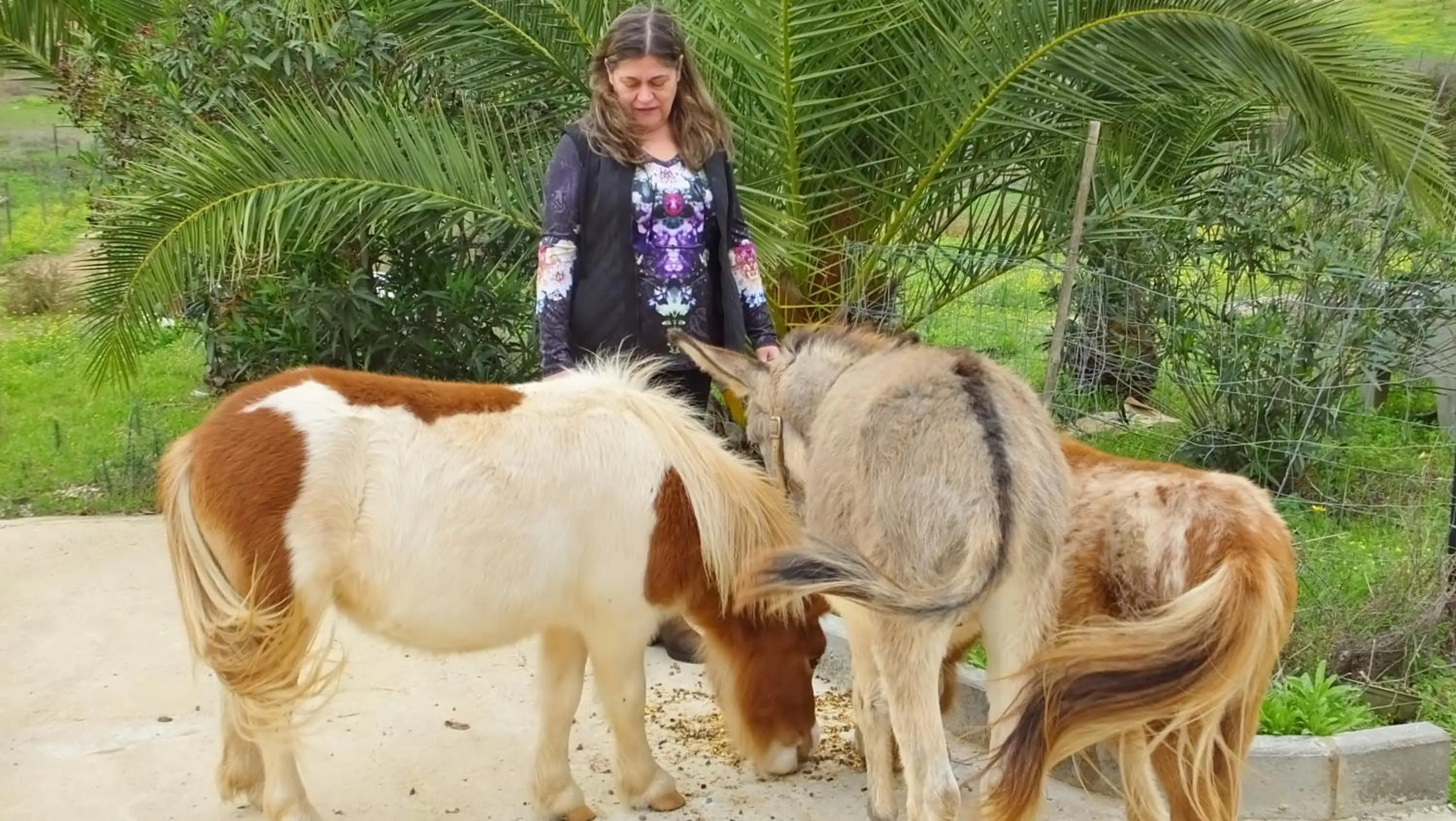 Animals in Monte Alerta Turismo Rural