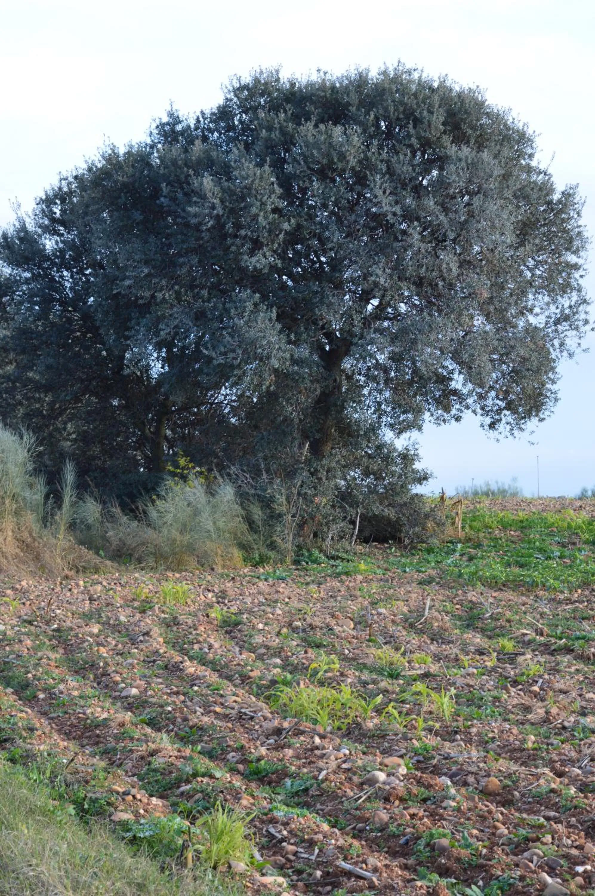 Property building in Posada La Reja