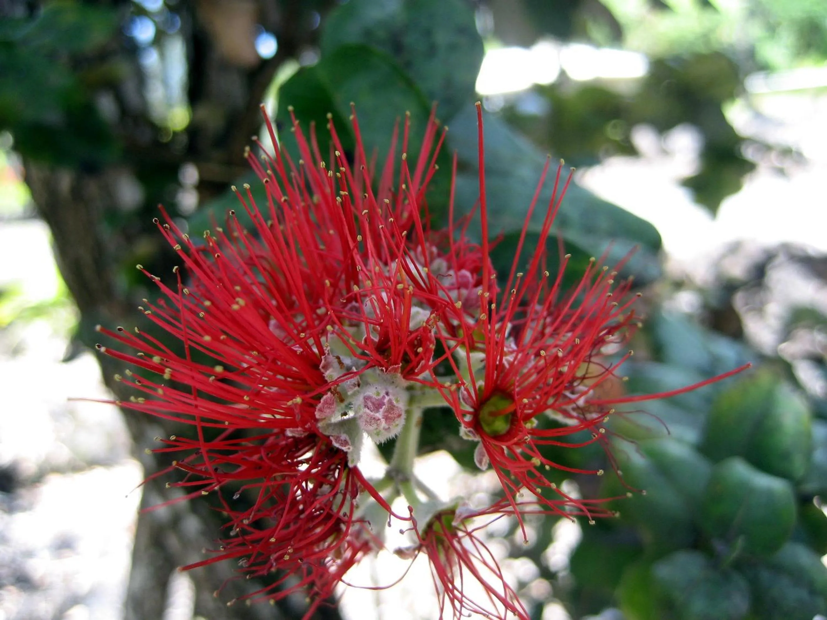 Garden in Keaau Place