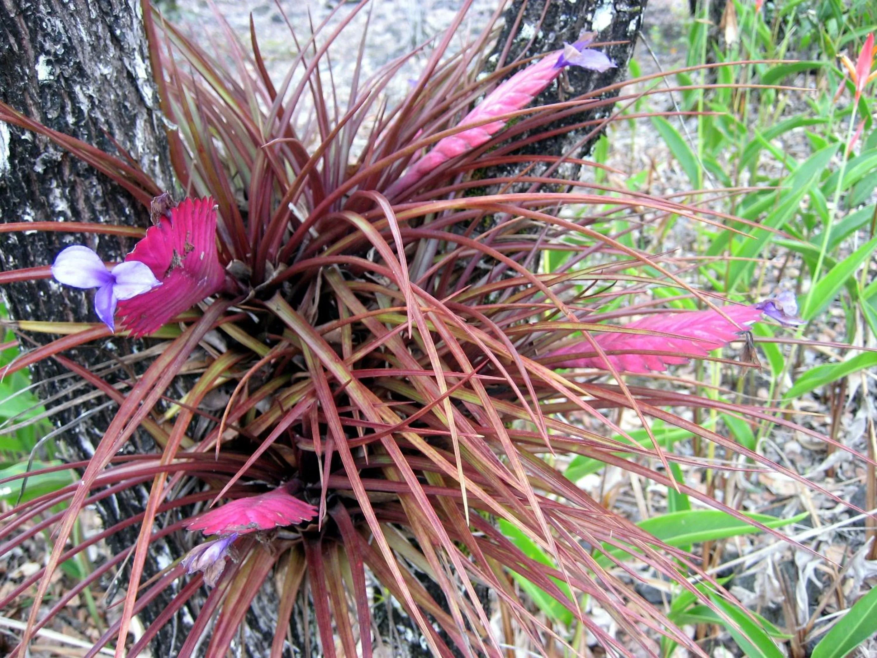 Garden in Keaau Place
