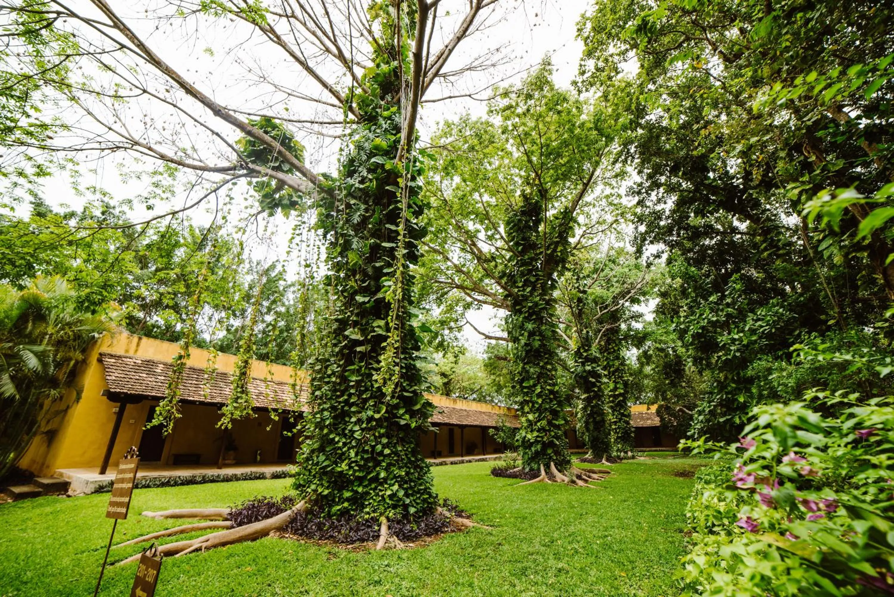 Garden in Hacienda Misne