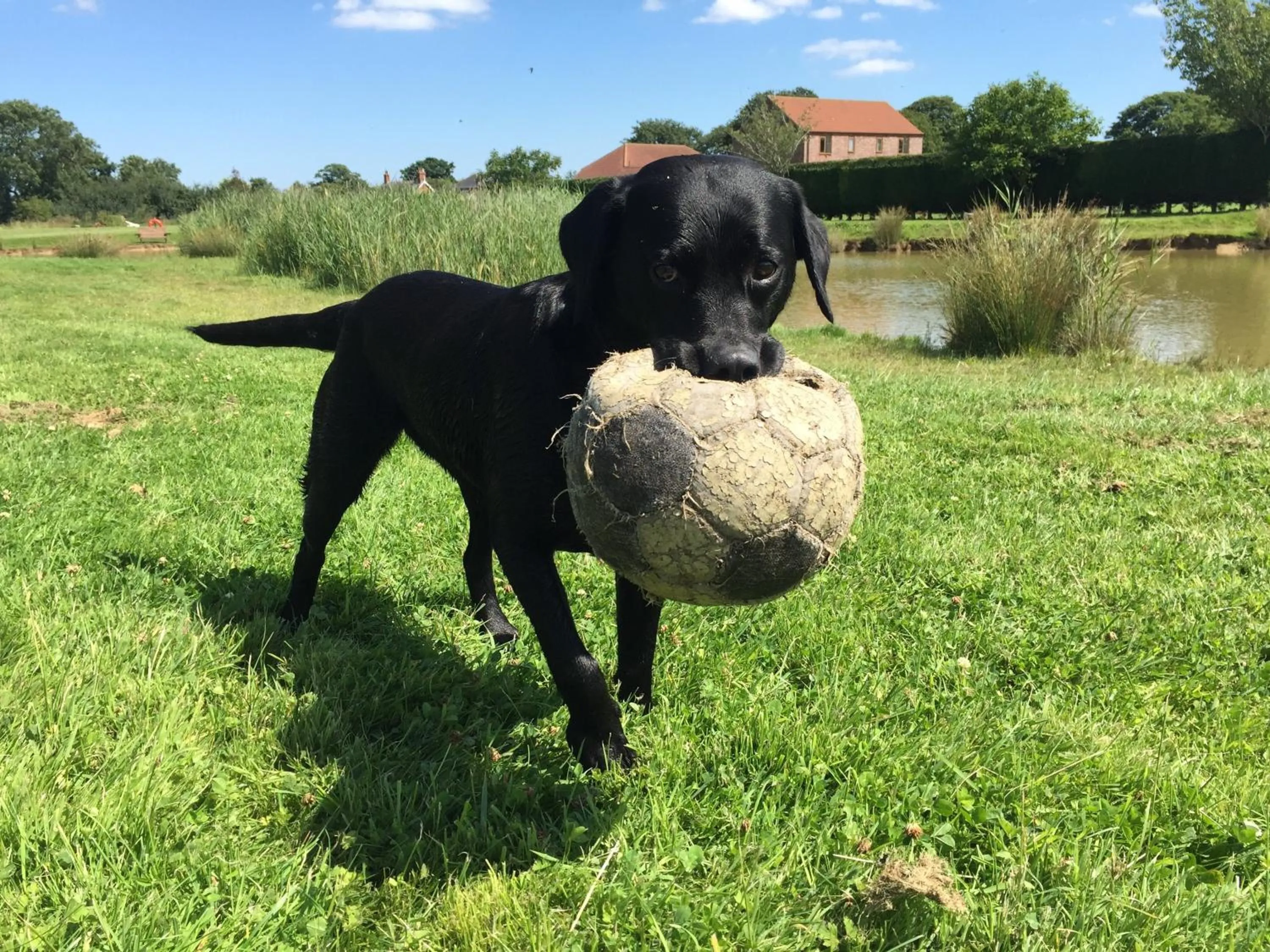 Animals in Grange Farm Park