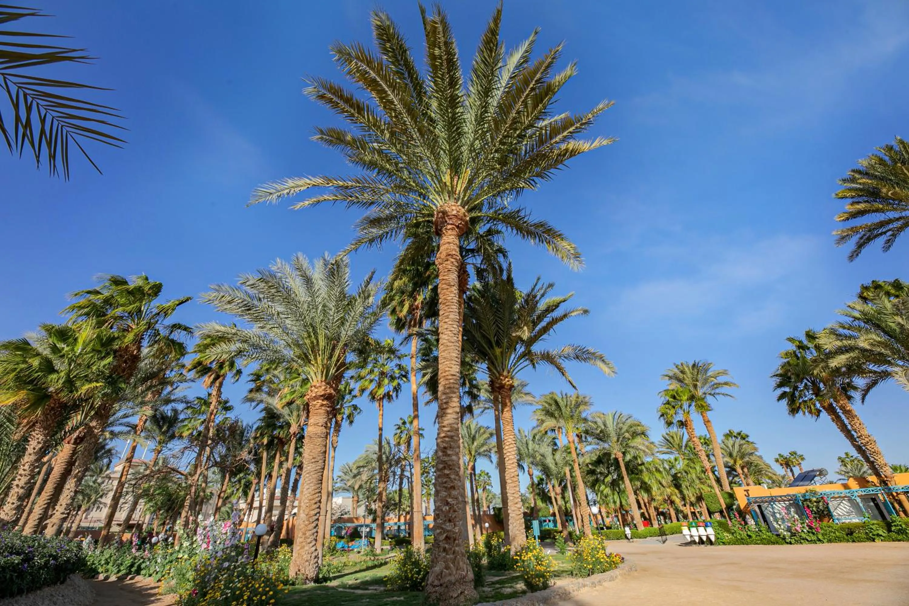 Garden in Giftun Azur Resort