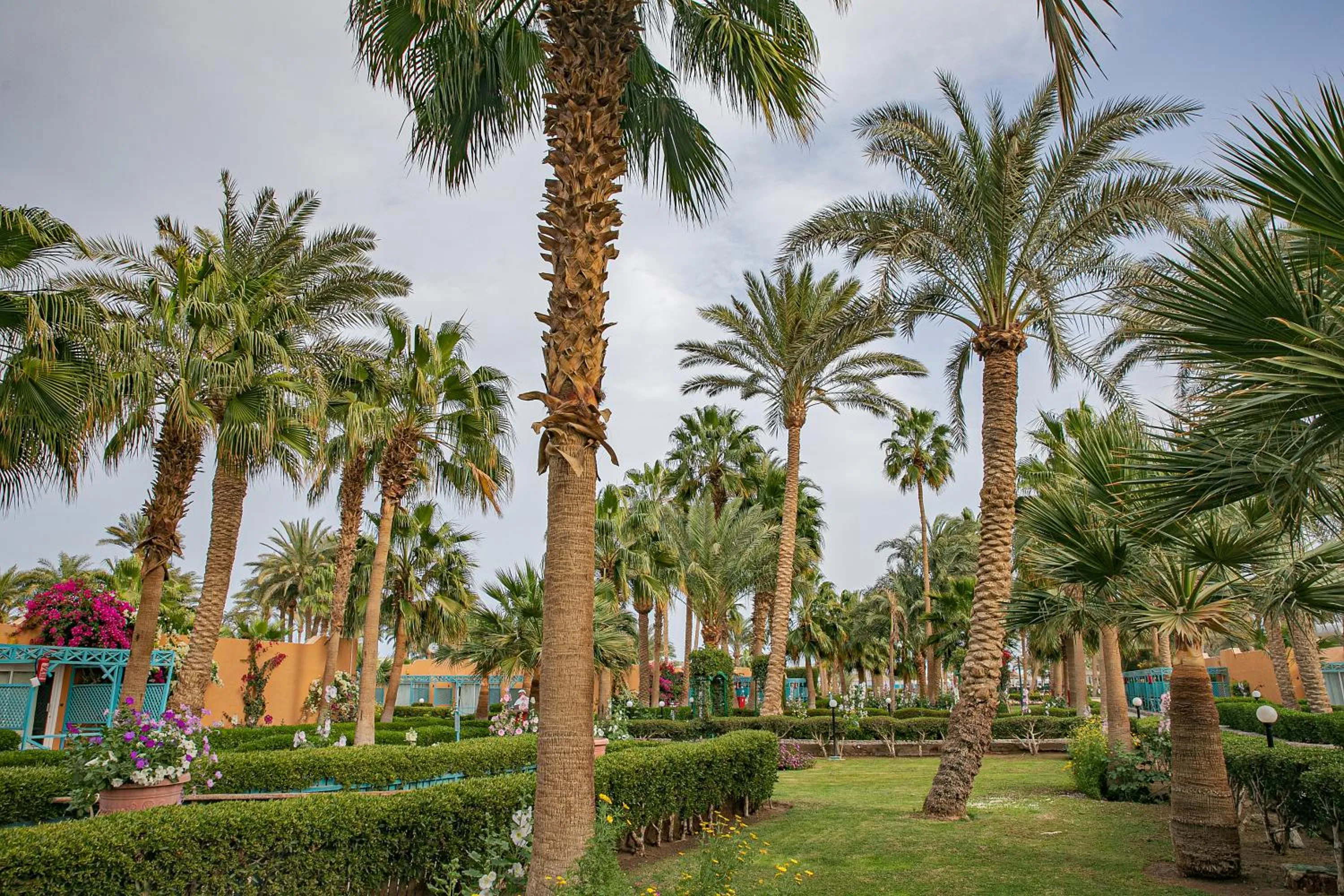 Garden in Giftun Azur Resort