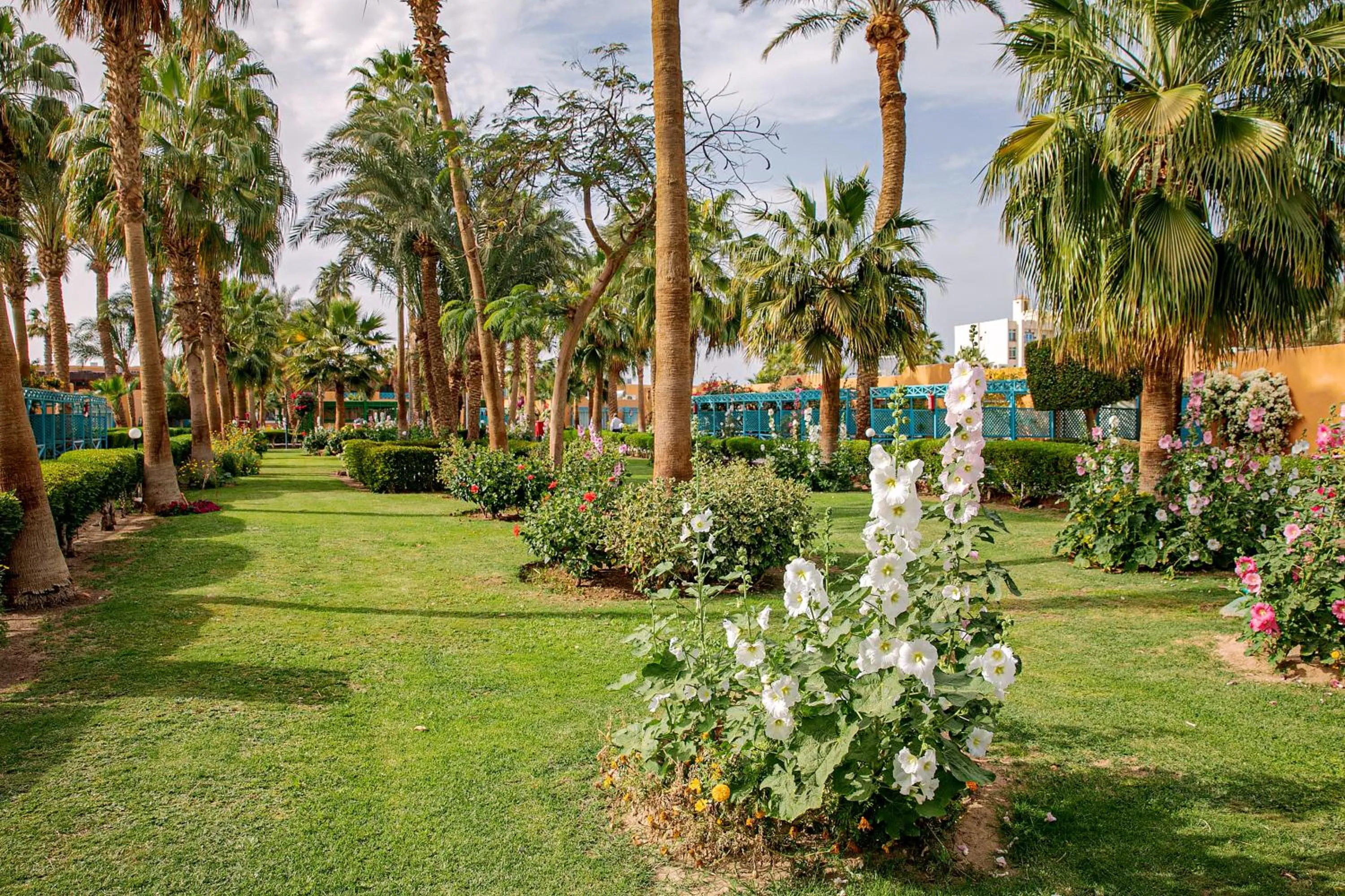 Garden in Giftun Azur Resort
