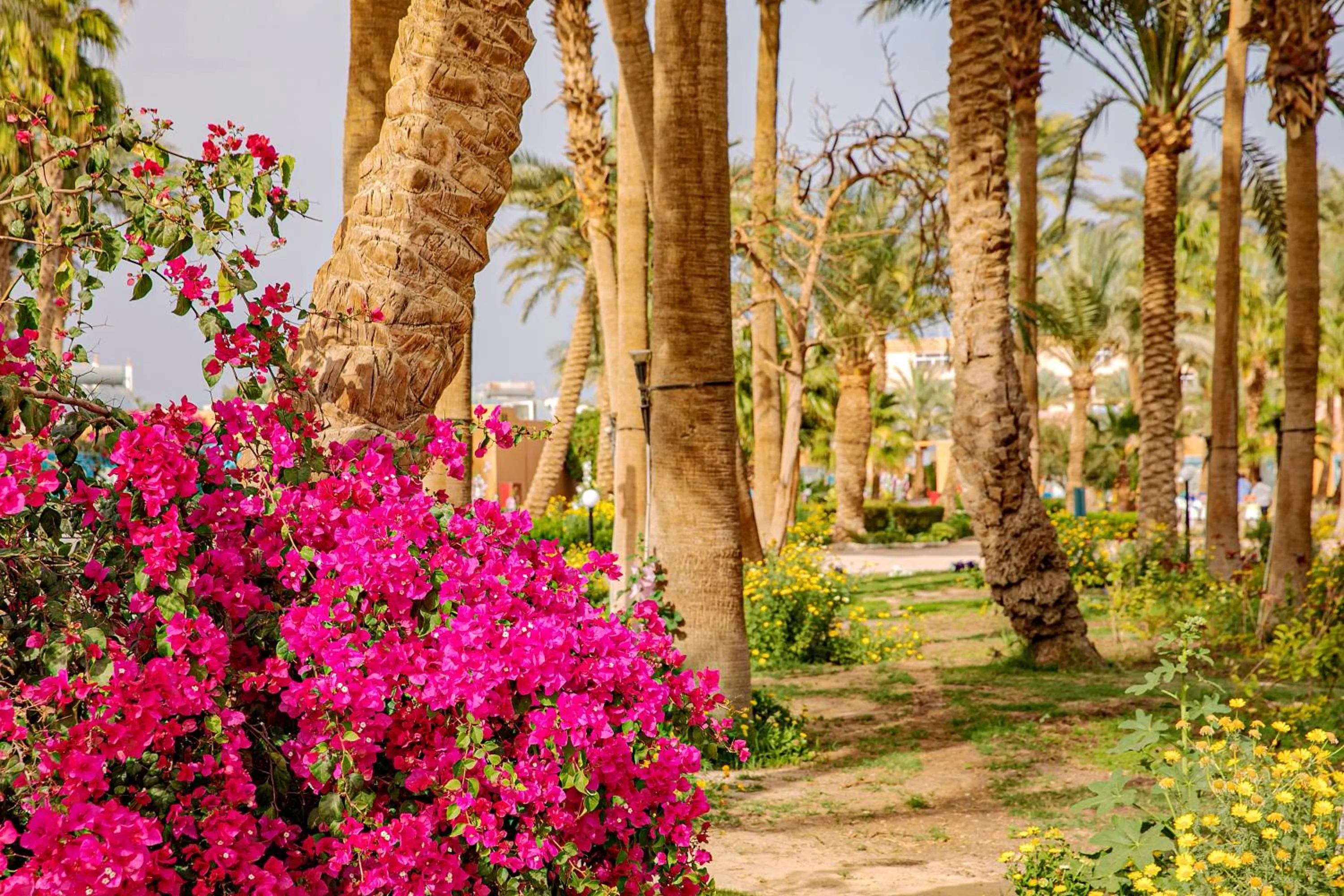 Garden in Giftun Azur Resort