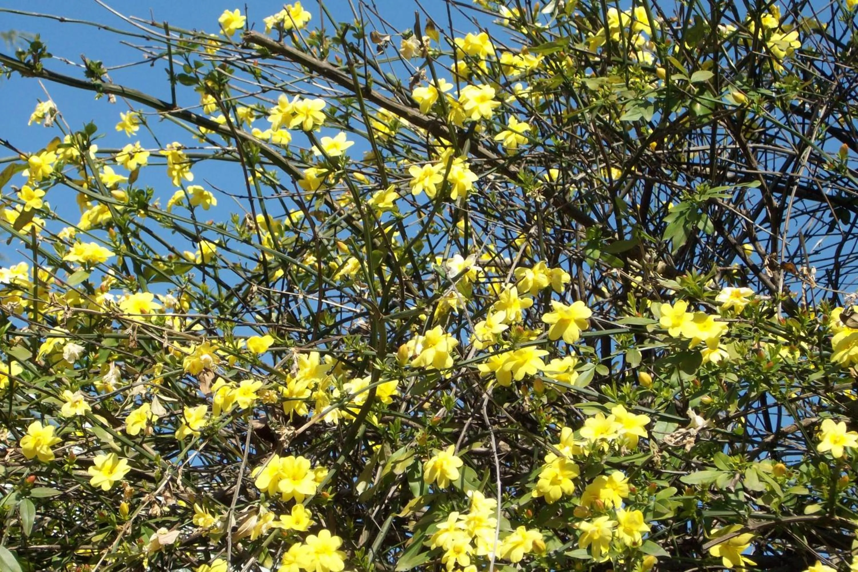 Garden view in Luxury House B&B