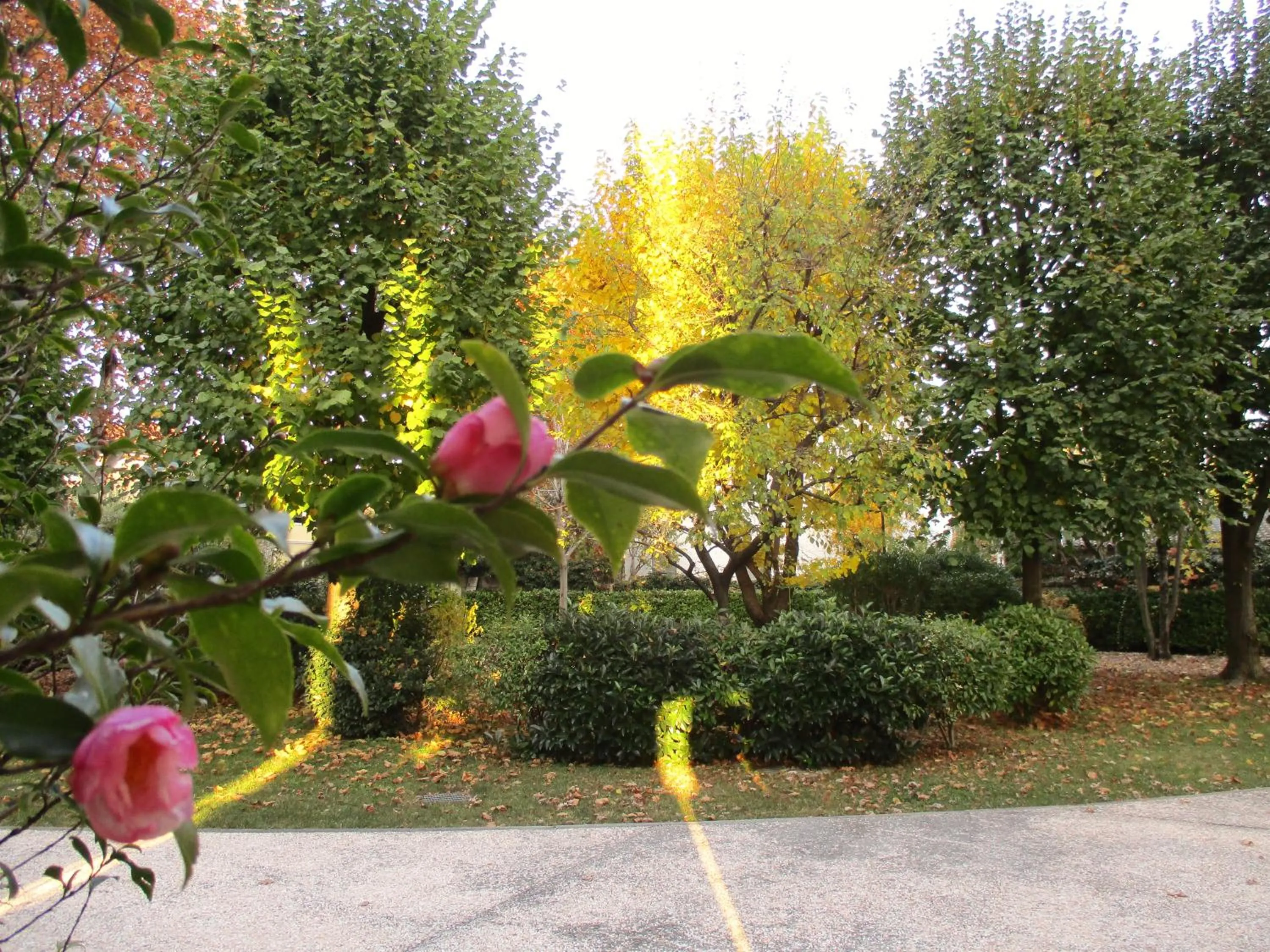 Garden in Luxury House B&B
