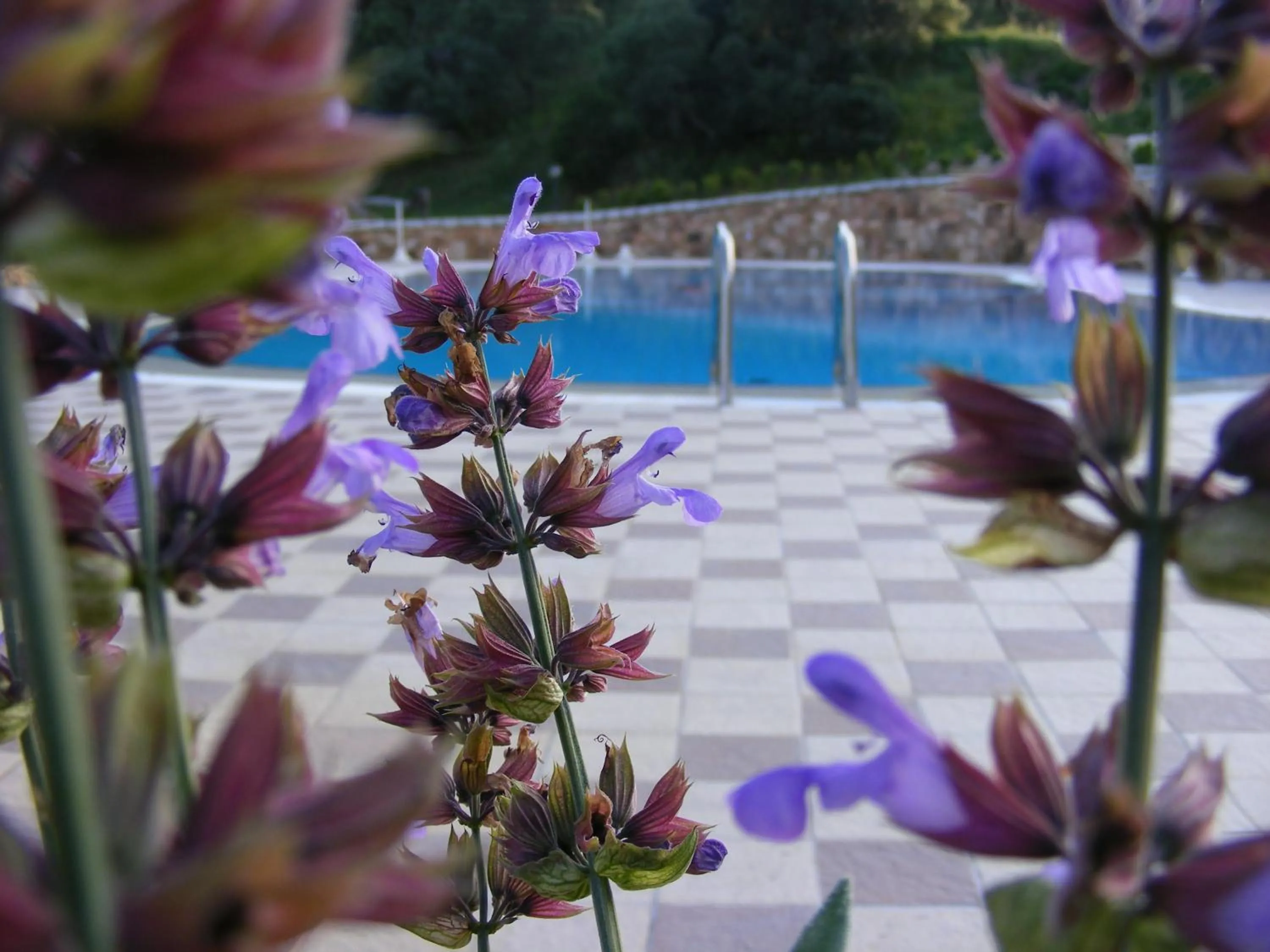 Swimming pool in Tenuta Su Vrau