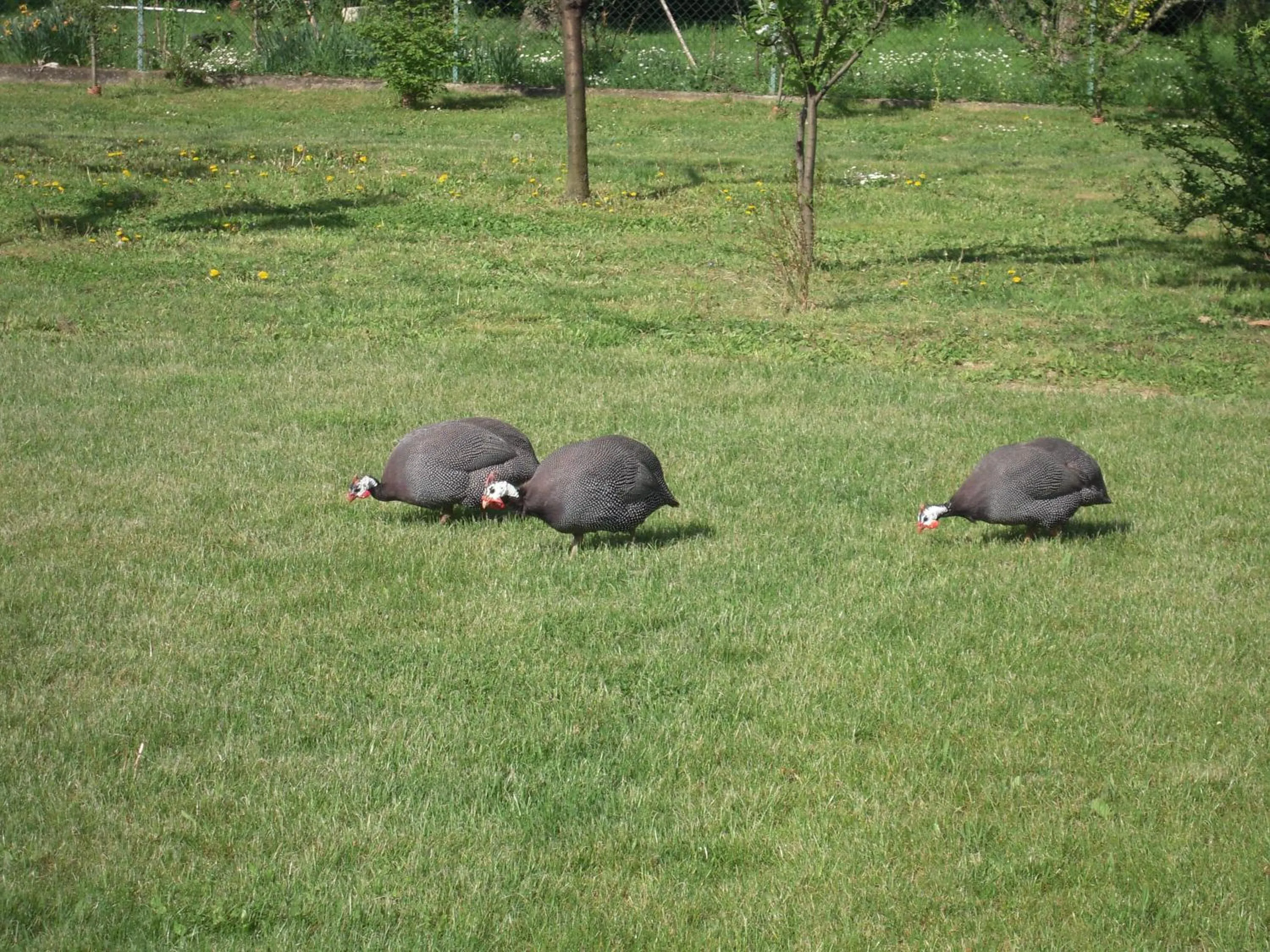 Animals in Agriturismo Ai Carpini