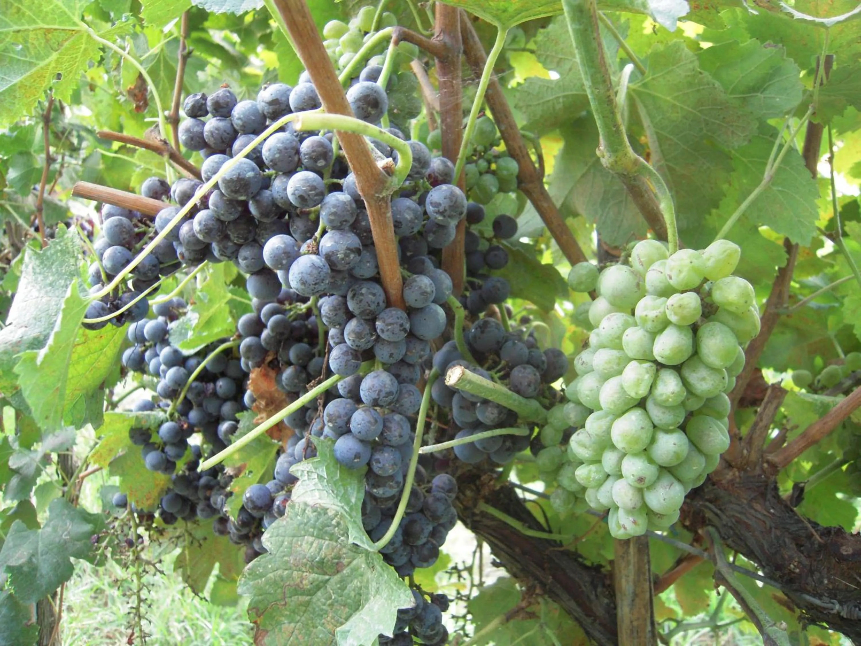 View (from property/room) in Agriturismo Ai Carpini