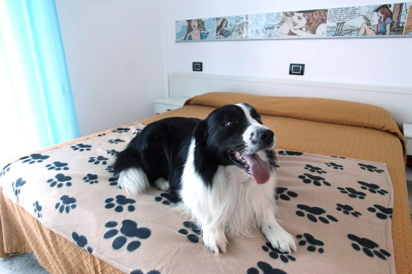 Pets in Hotel Dolores