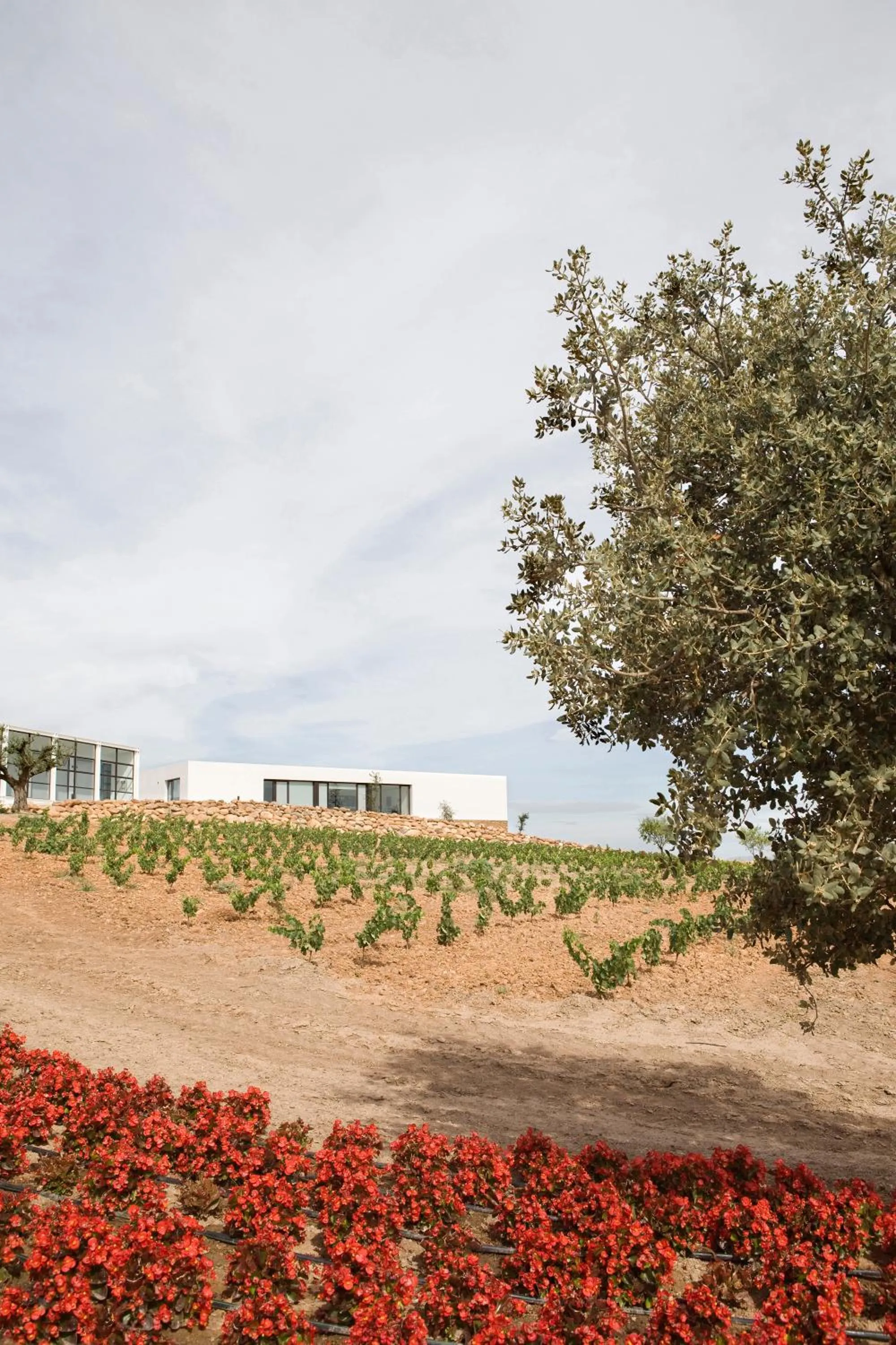 Natural landscape in Hotel-Bodega Finca de Los Arandinos