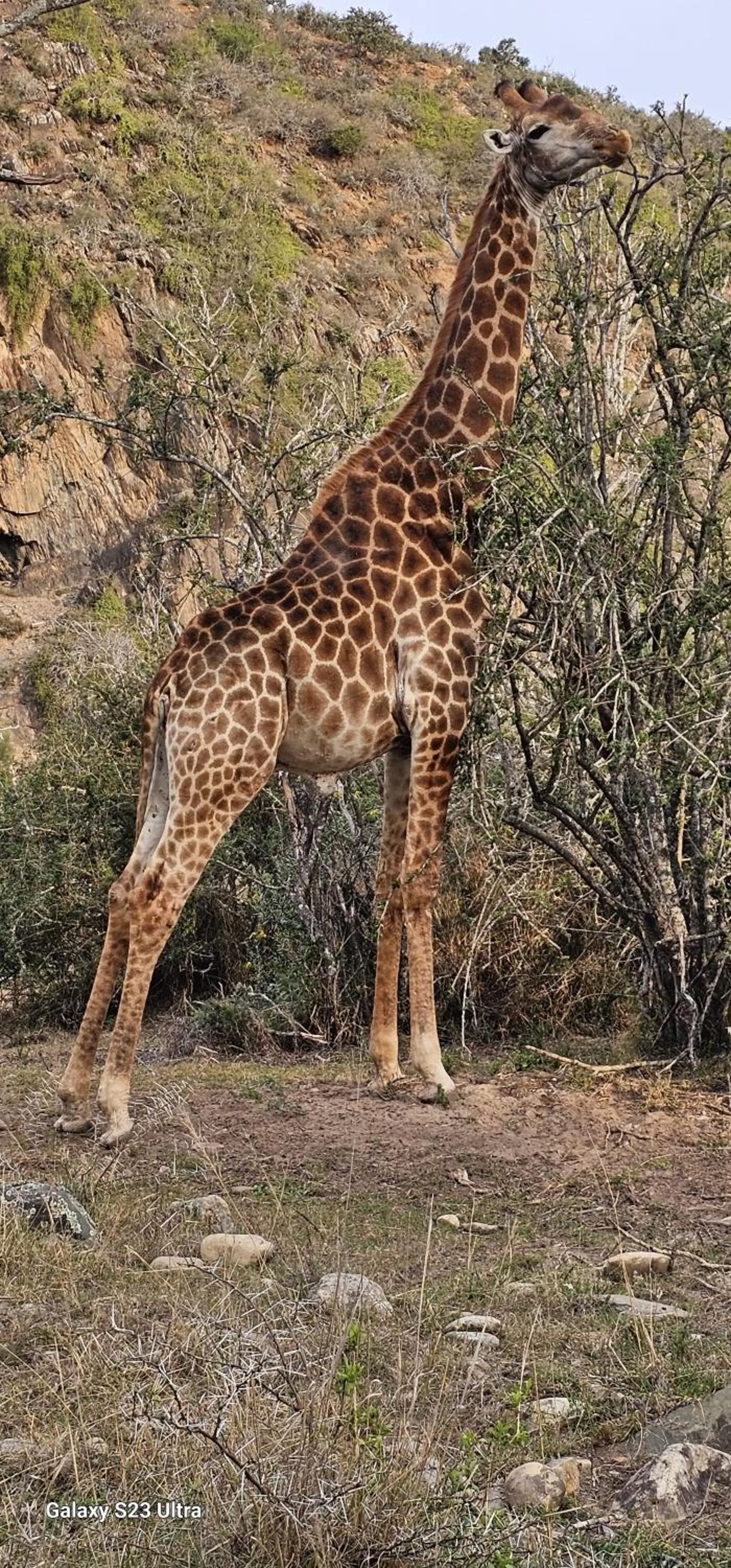 Animals in Valley Bushveld Country Lodge