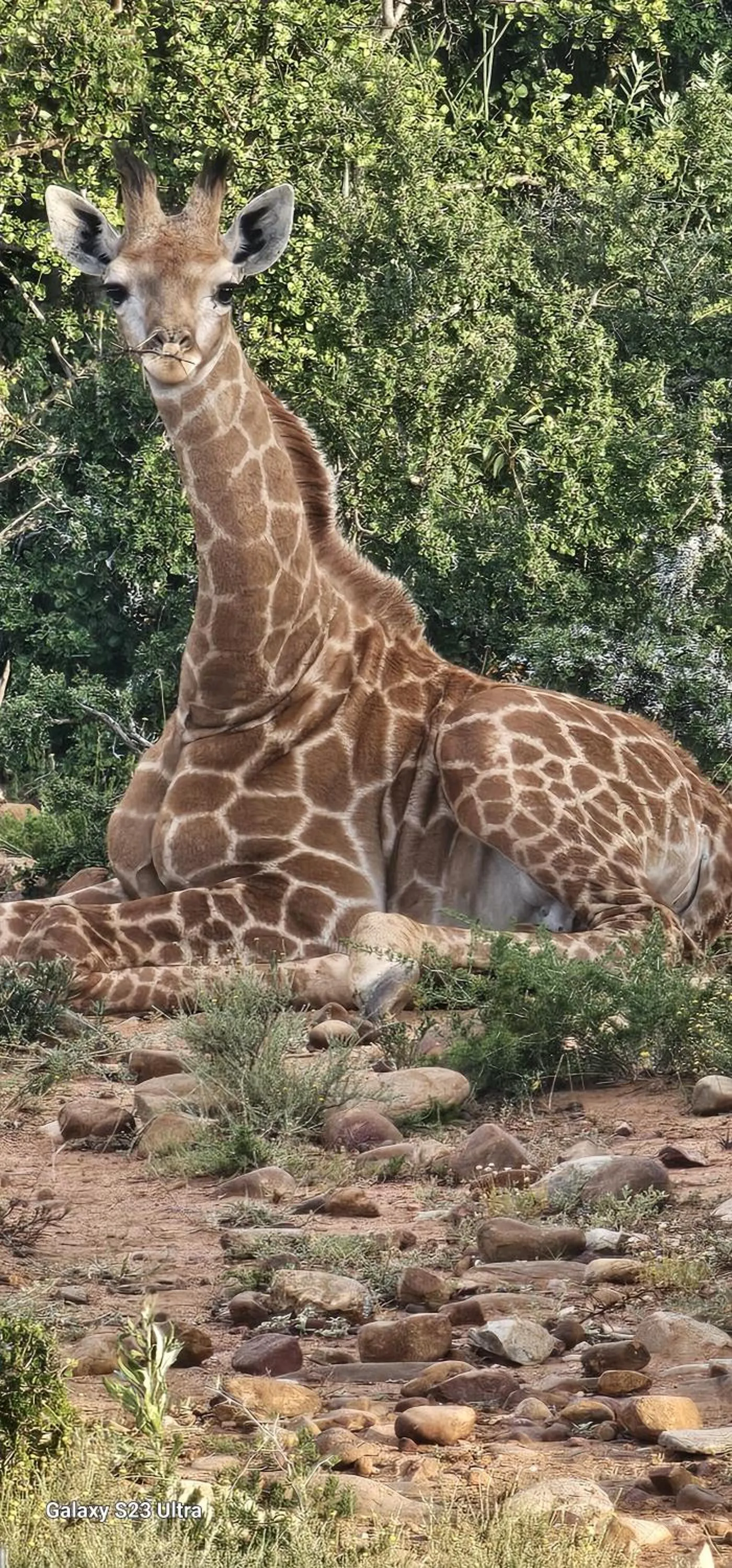 Animals in Valley Bushveld Country Lodge