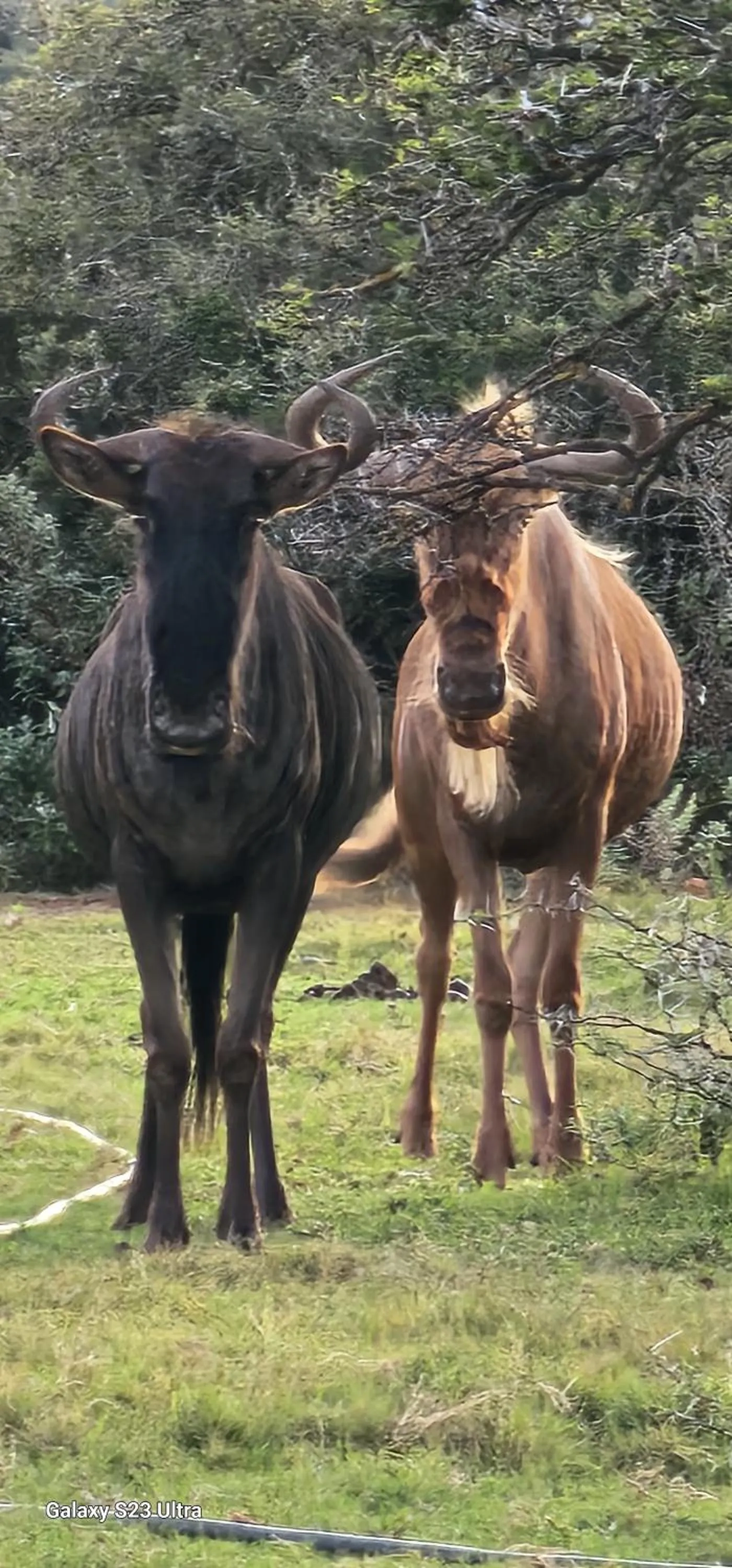 Animals in Valley Bushveld Country Lodge