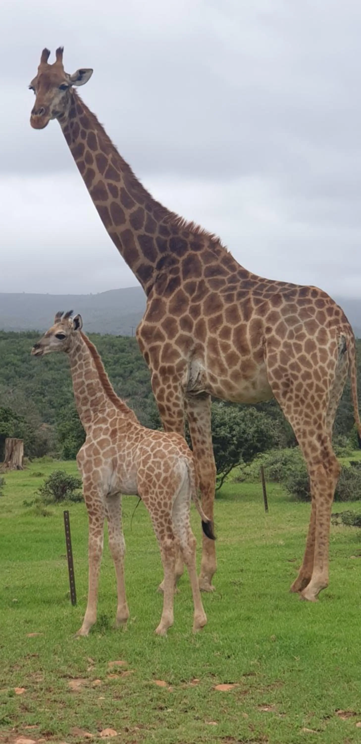 Animals in Valley Bushveld Country Lodge