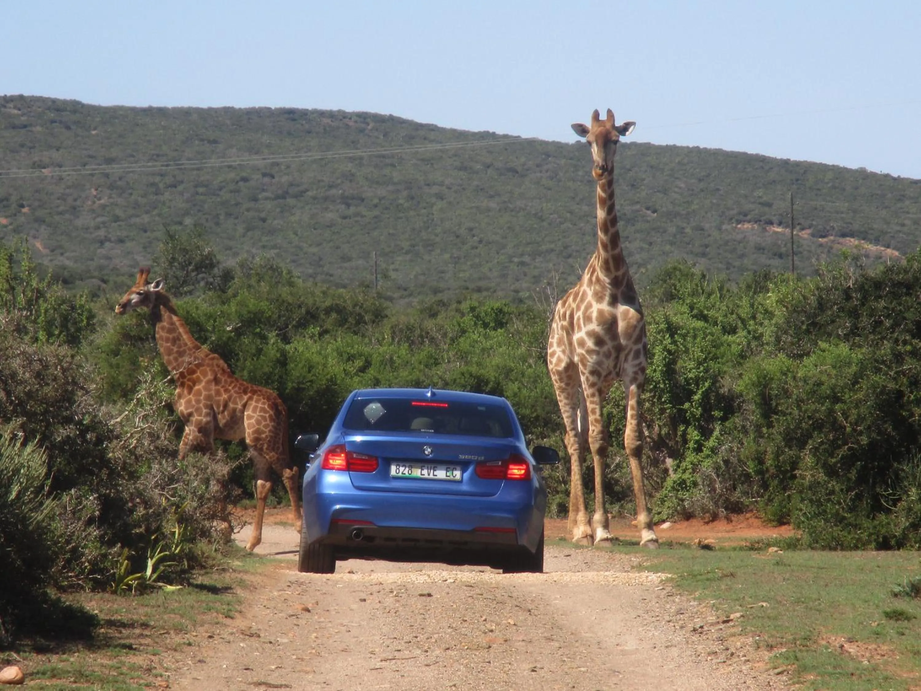 Animals in Valley Bushveld Country Lodge