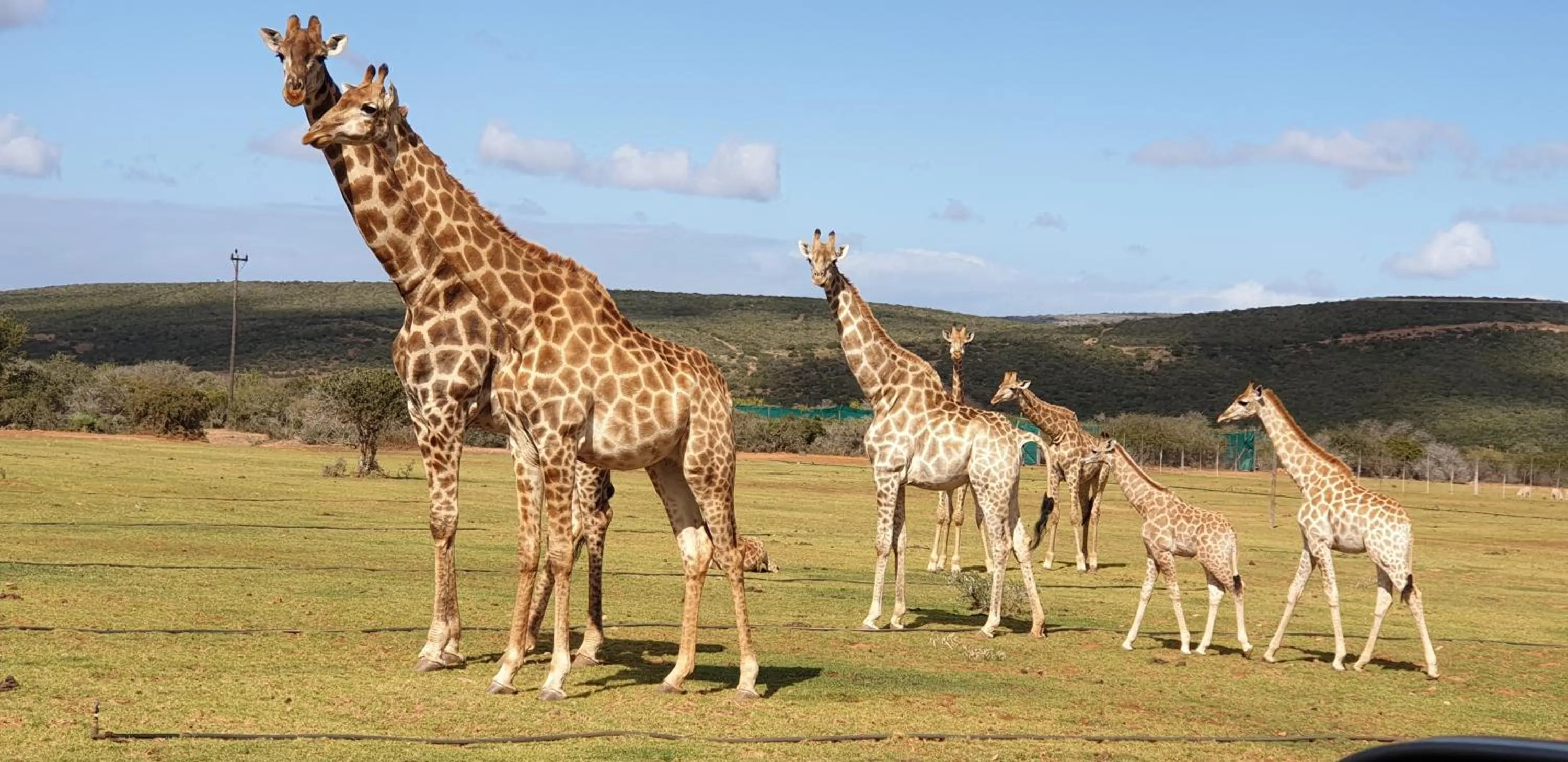 Animals in Valley Bushveld Country Lodge