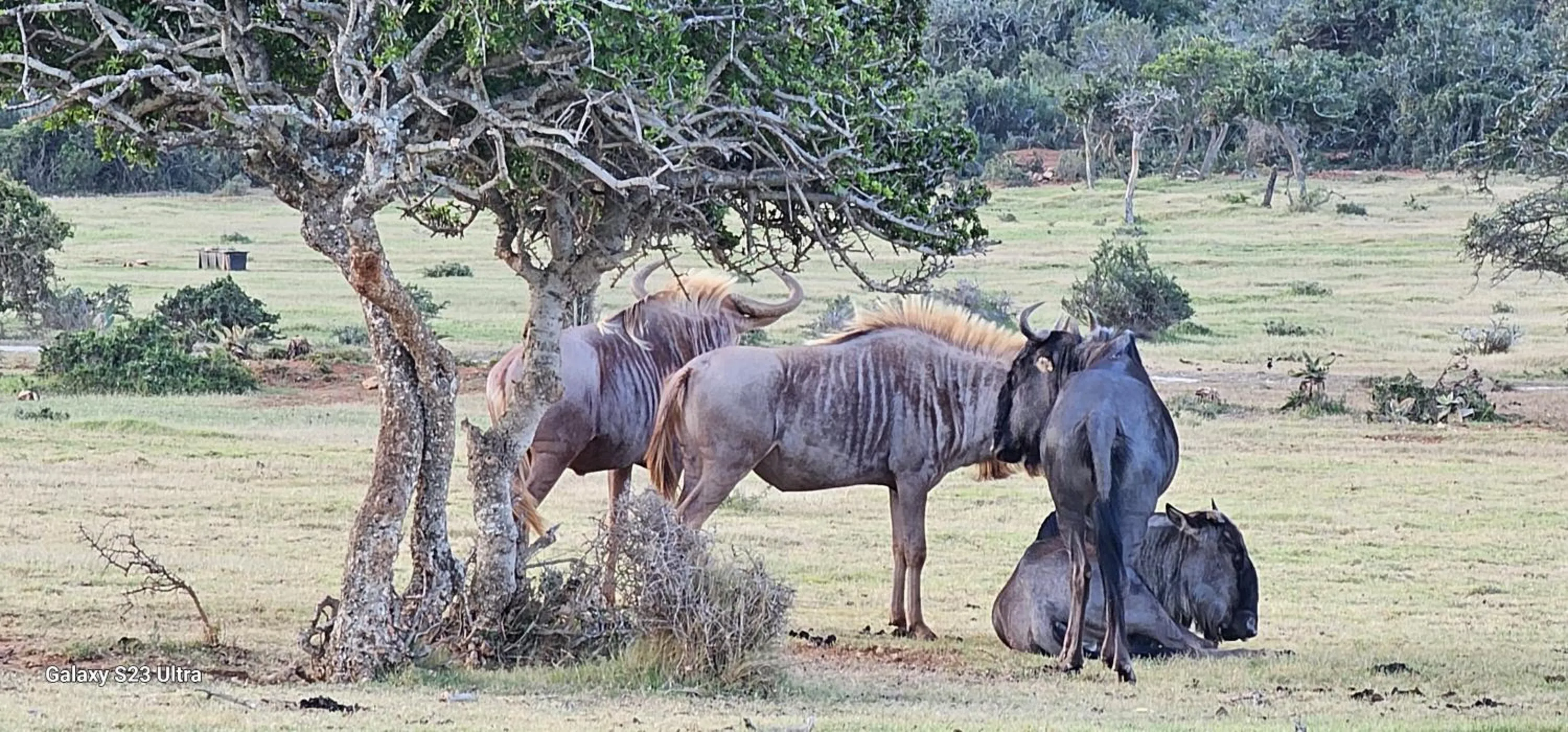 Animals in Valley Bushveld Country Lodge