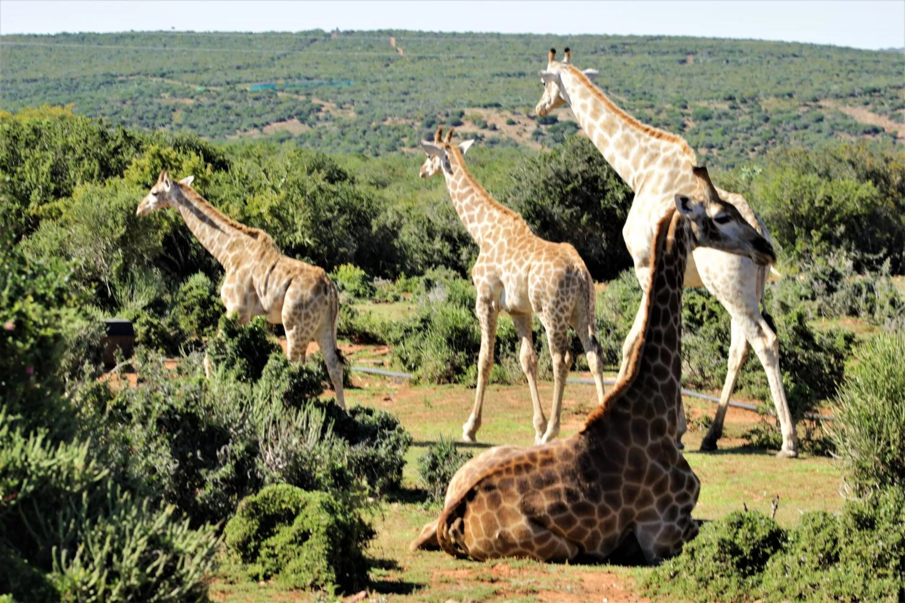 Garden in Valley Bushveld Country Lodge