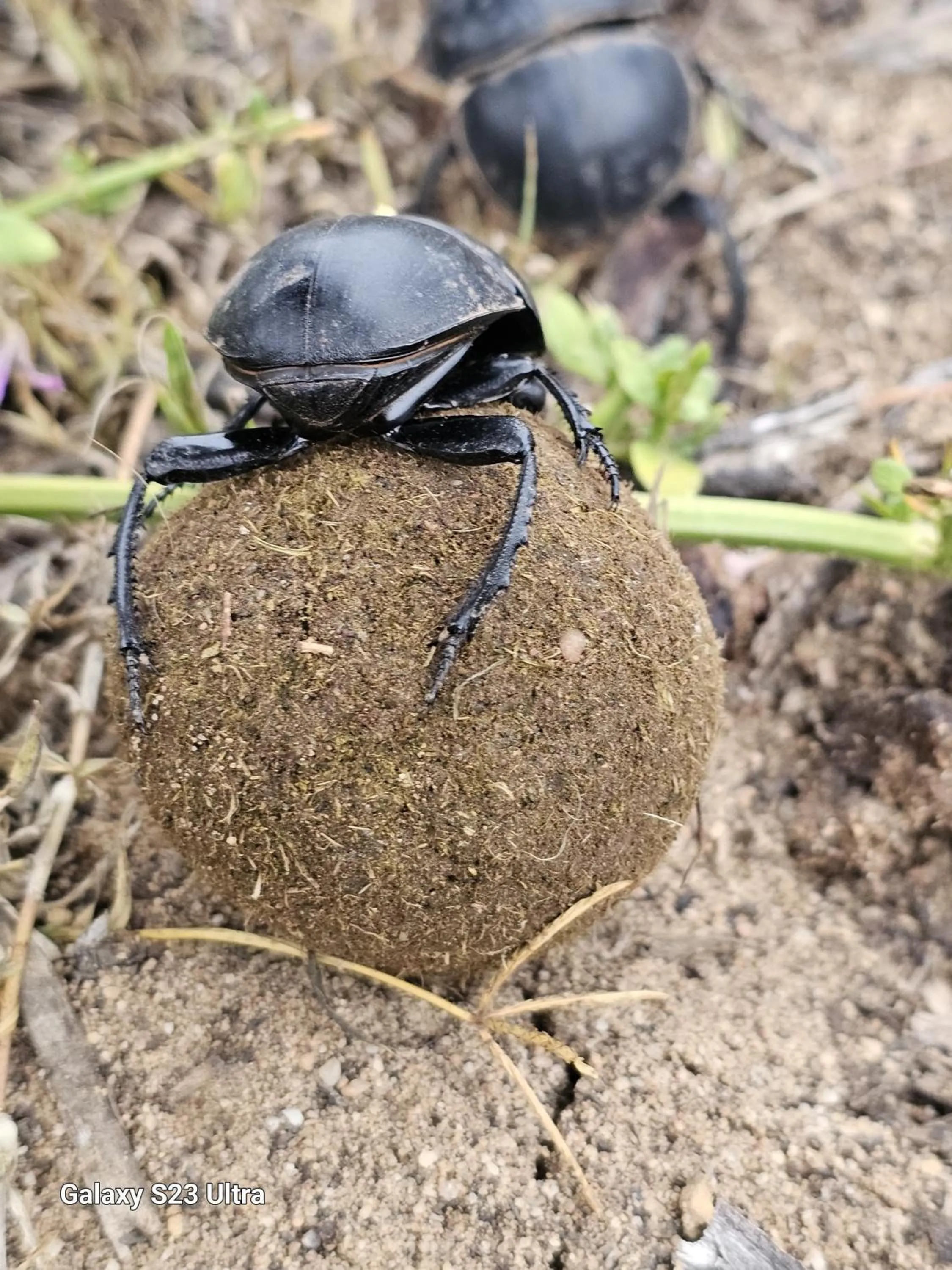 Animals in Valley Bushveld Country Lodge