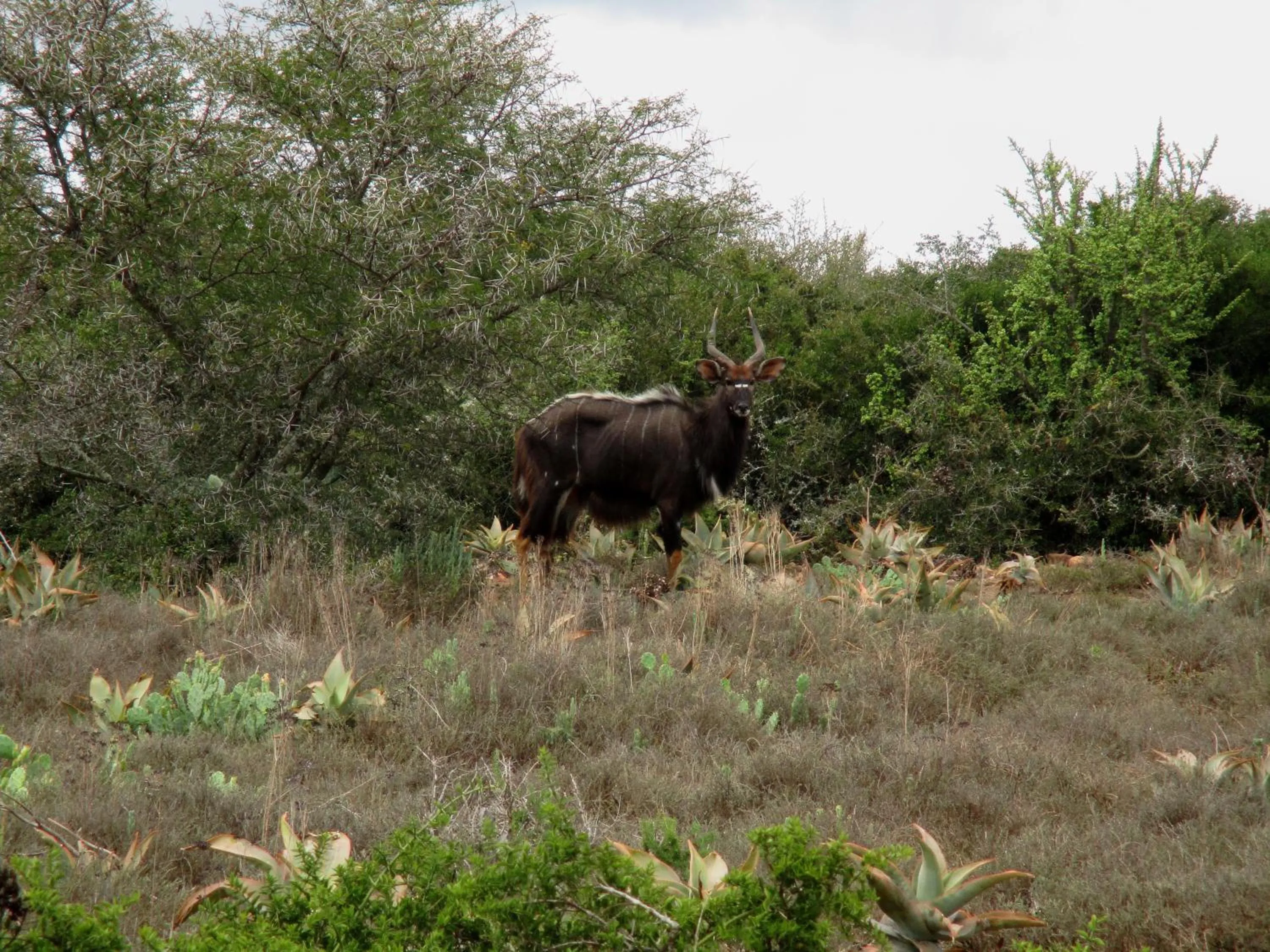 Animals in Valley Bushveld Country Lodge