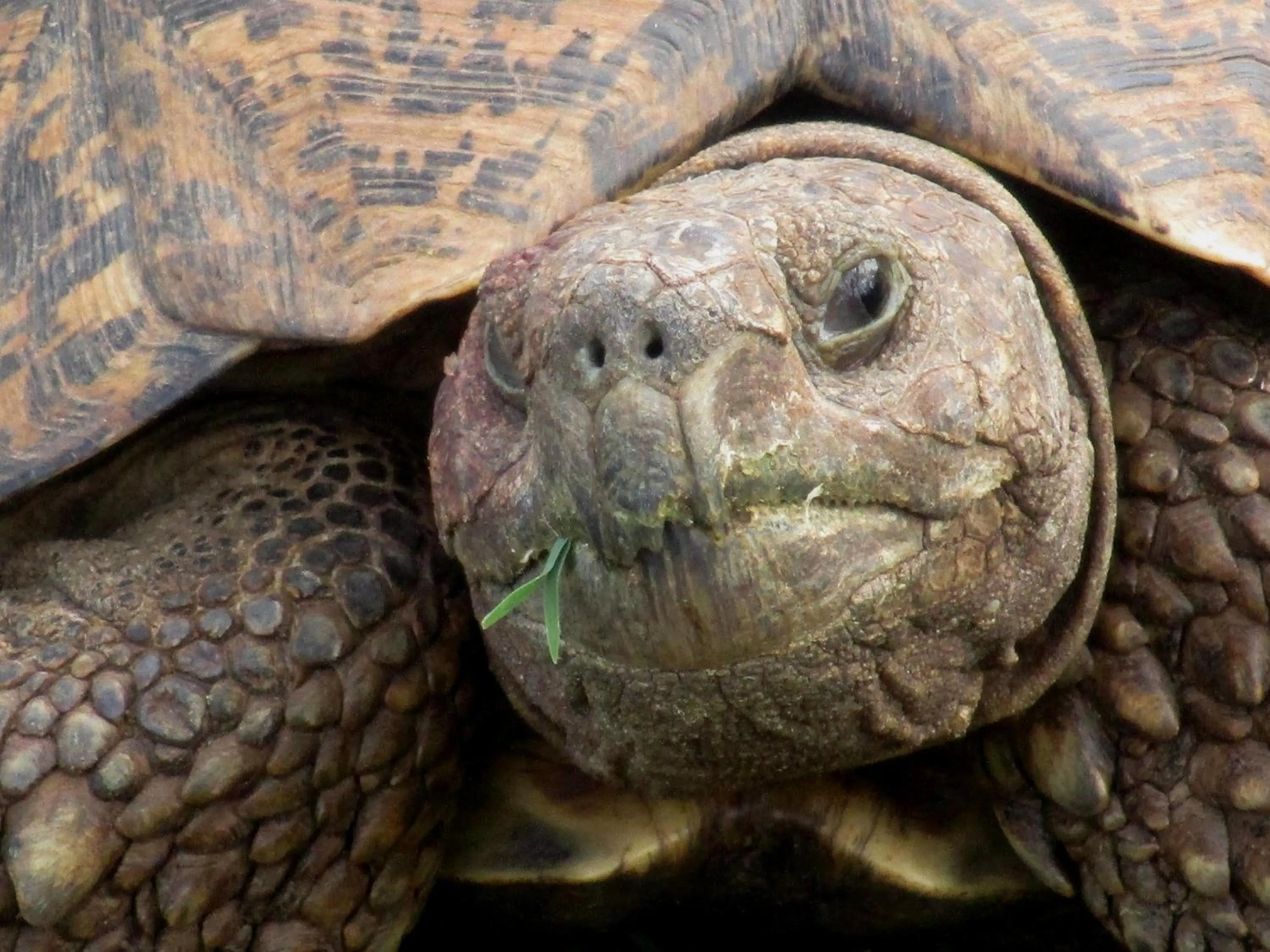 Animals in Valley Bushveld Country Lodge