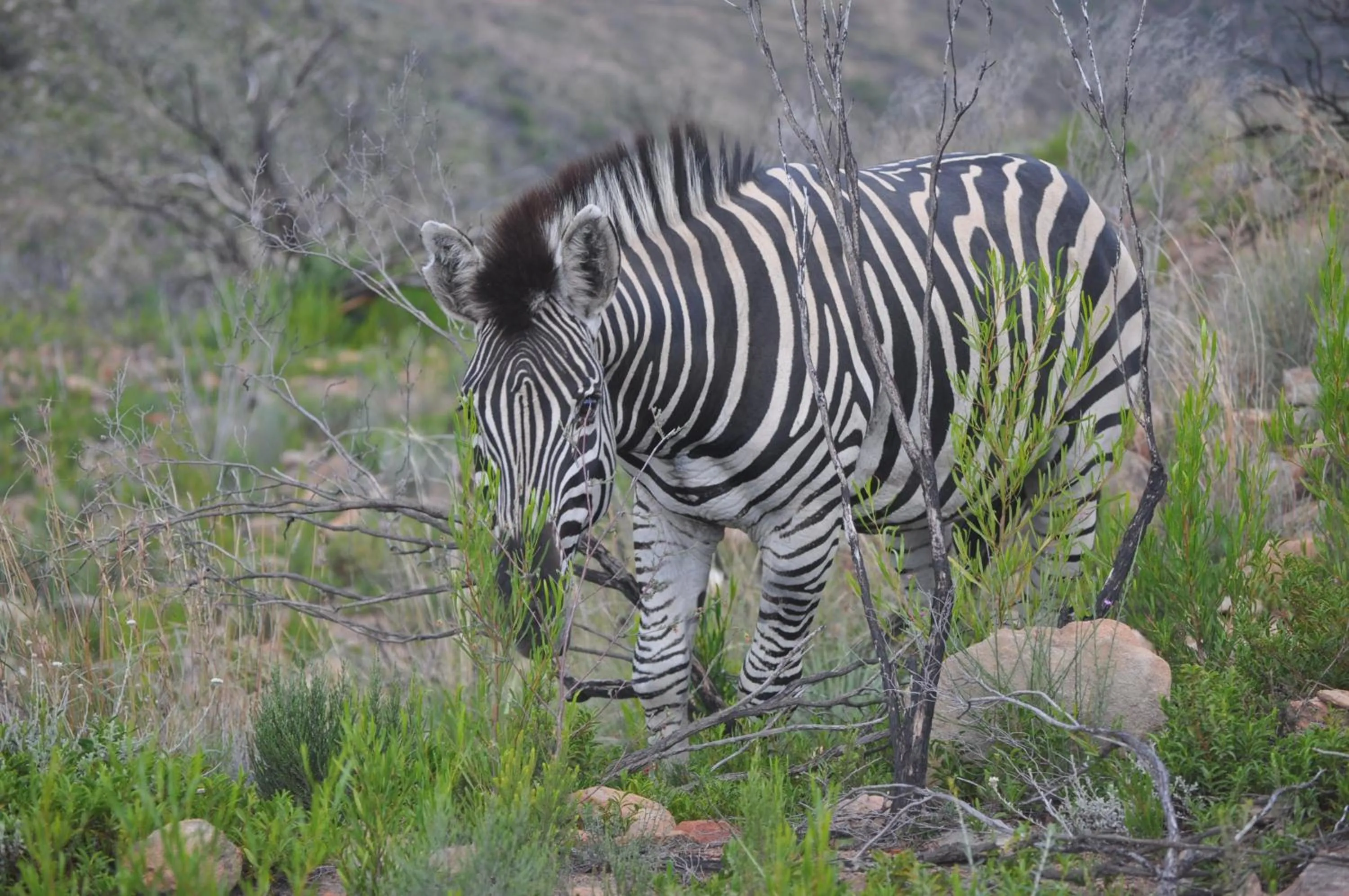 Animals in De Oude Meul Country Lodge & Restaurant