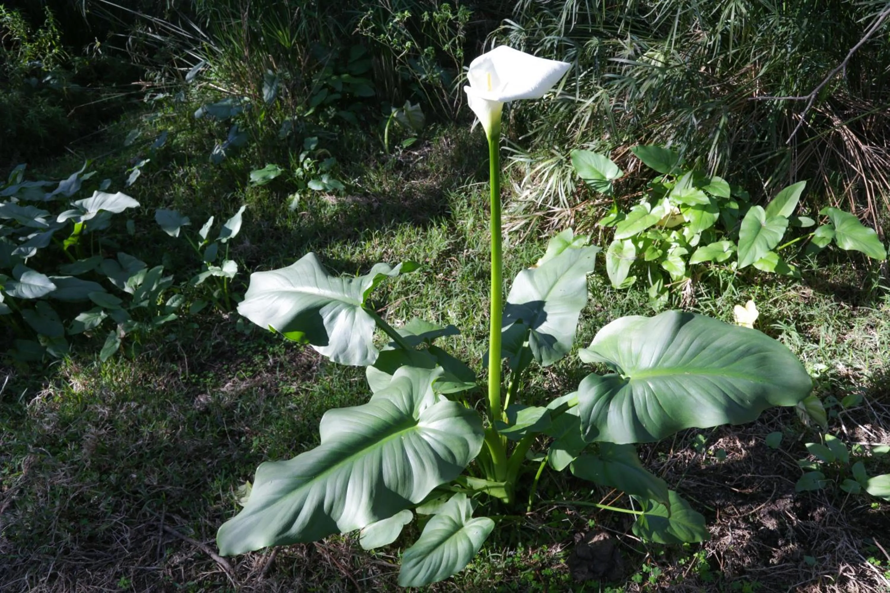 Garden in De Oude Meul Country Lodge & Restaurant
