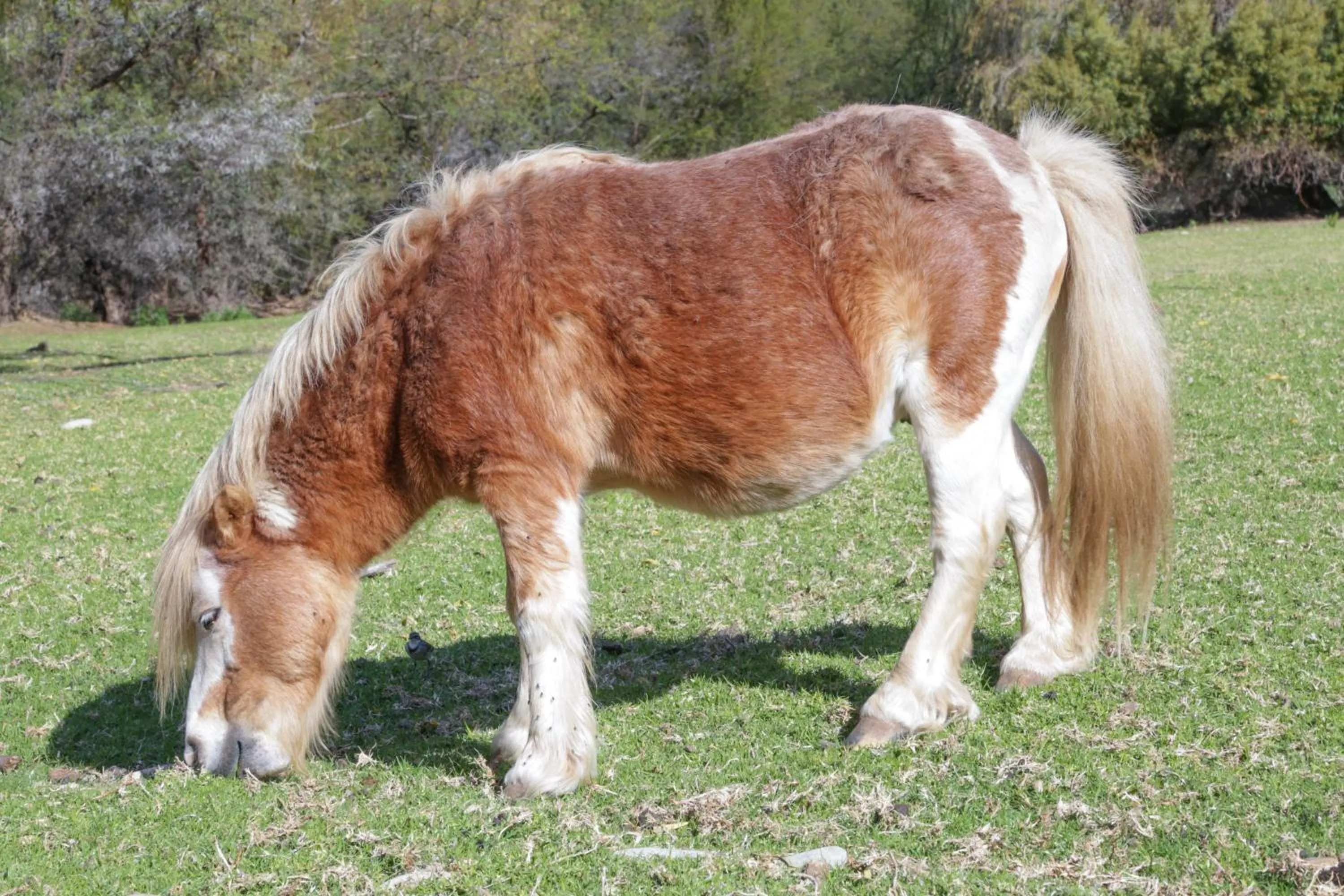 Animals in De Oude Meul Country Lodge & Restaurant